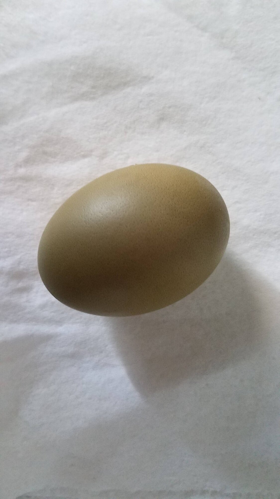 Natural Egg Photo Contest 68.jpg