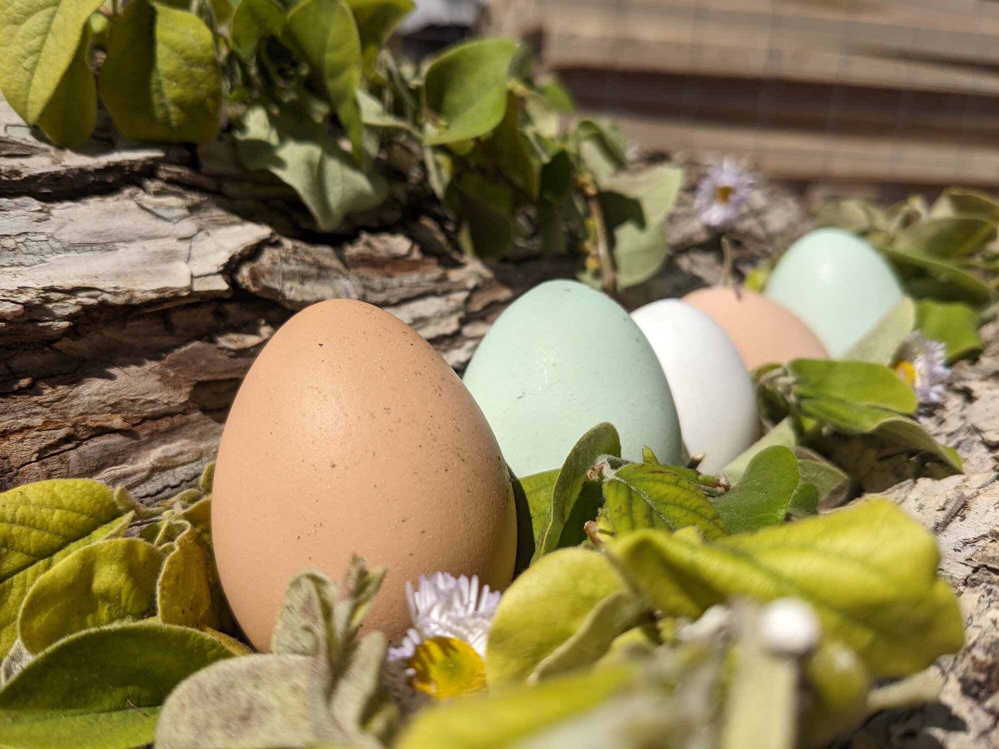 Natural Egg Photo Contest 76.jpg
