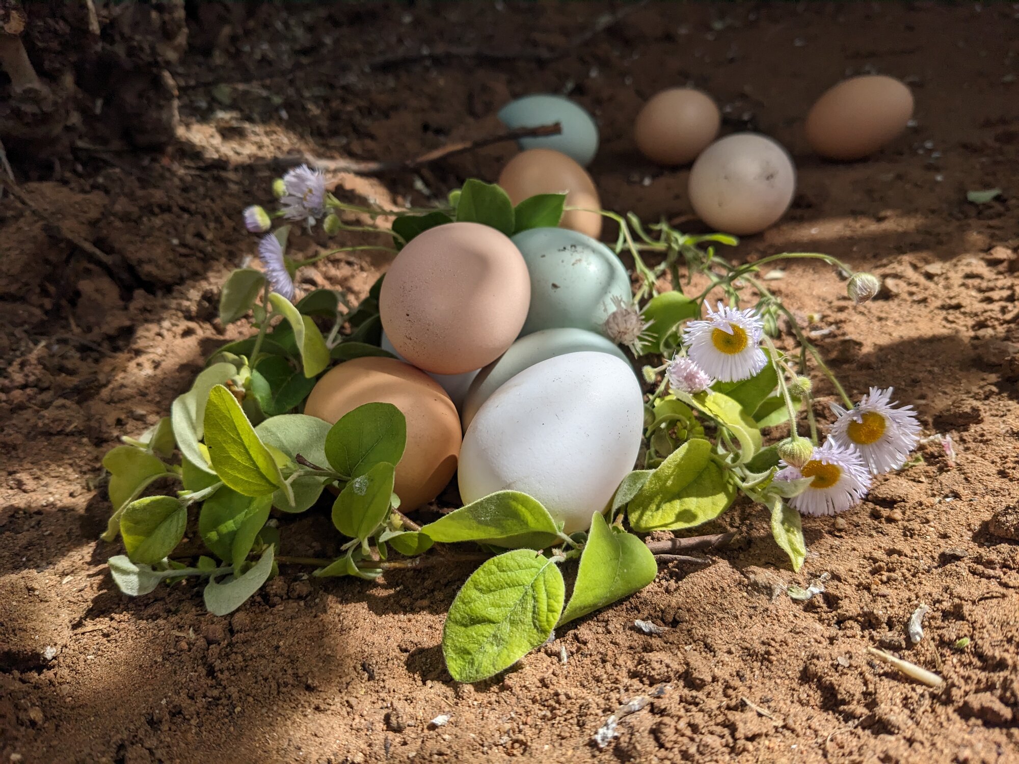 Natural Egg Photo Contest 77.jpg