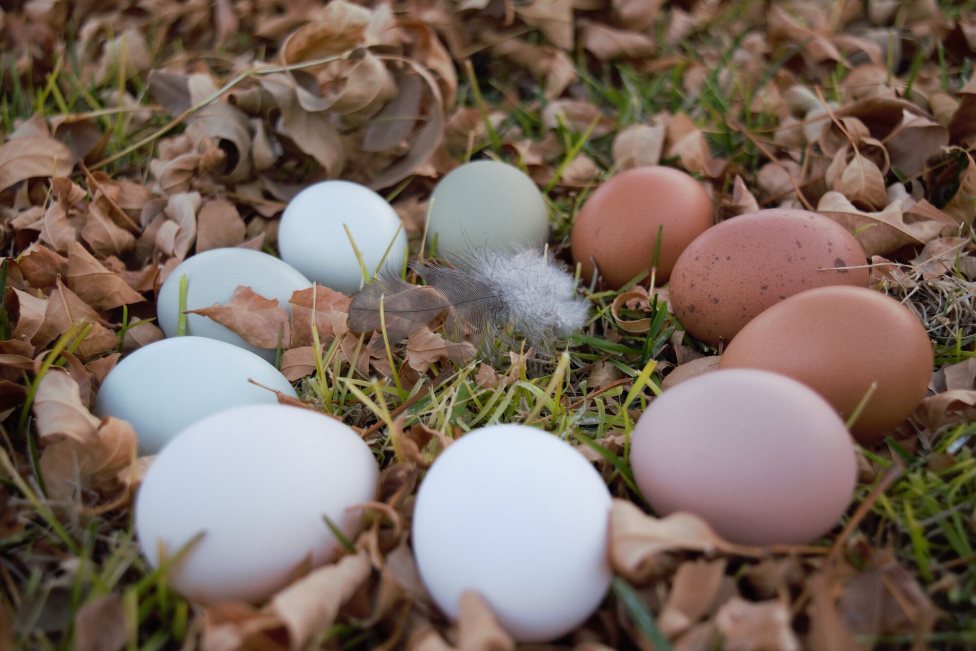 Natural Egg Photo Contest 8.jpg