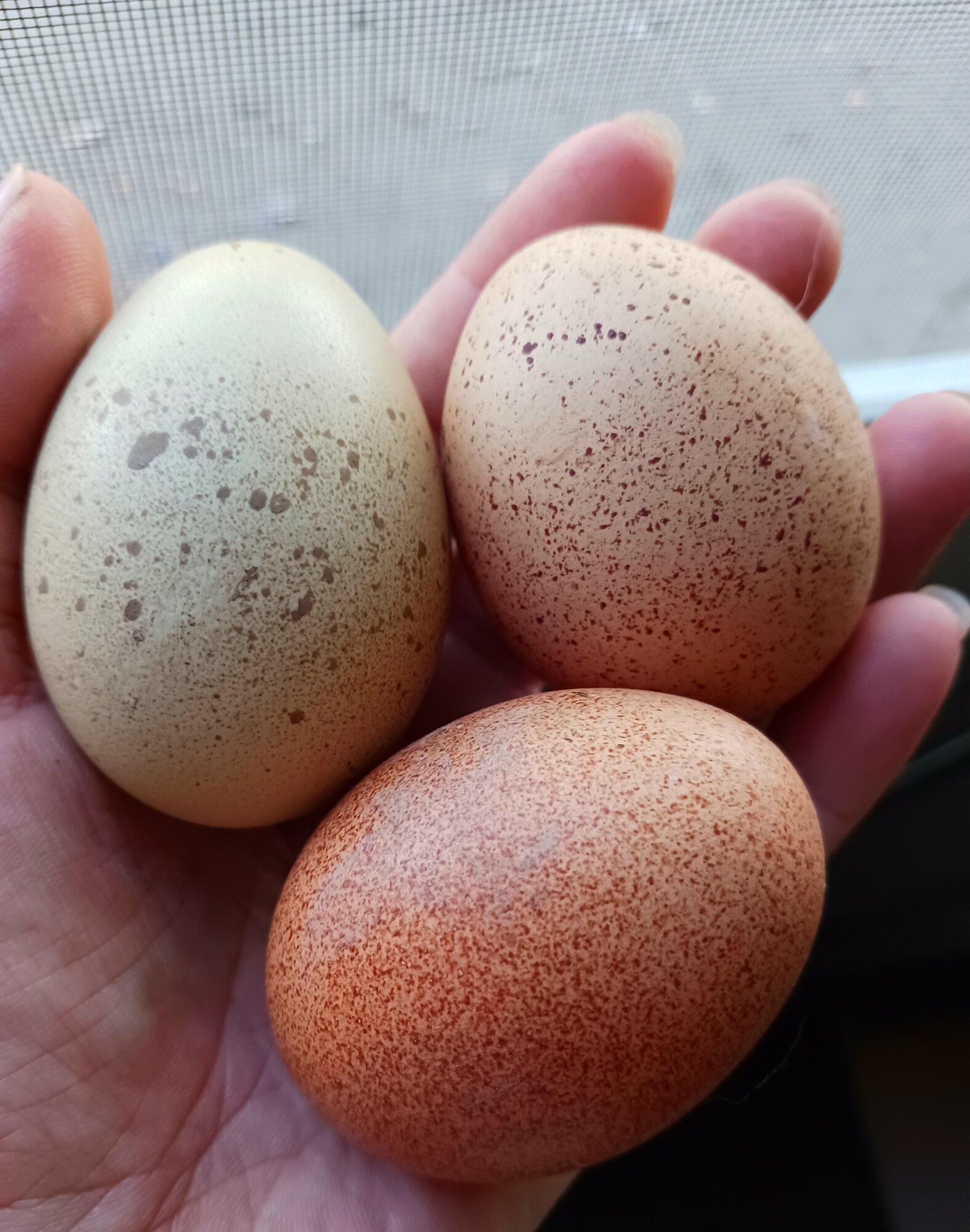 Natural Egg Photo Contest 80.jpg