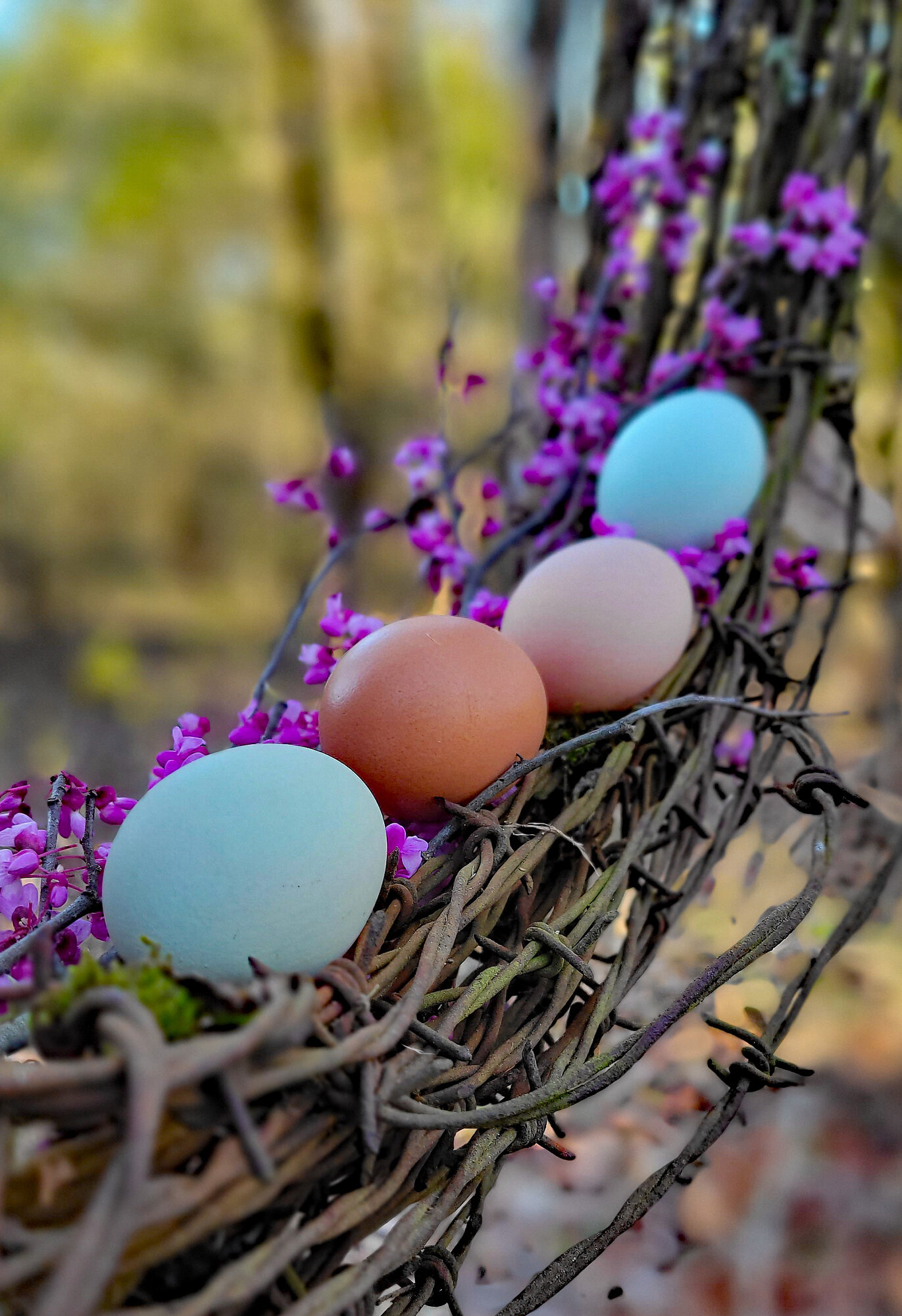 Natural Egg Photo Contest 81.jpg