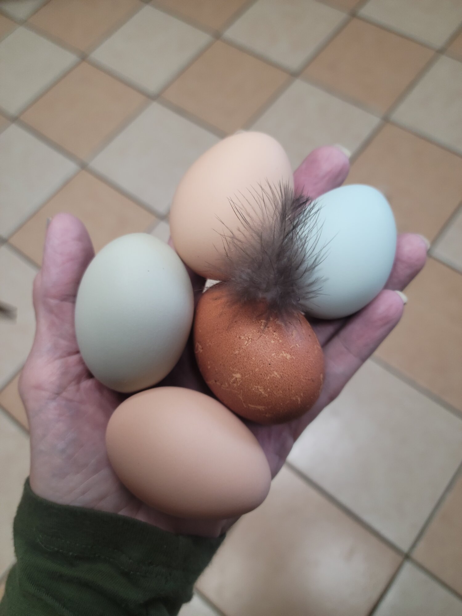 Natural Egg Photo Contest 92.jpg