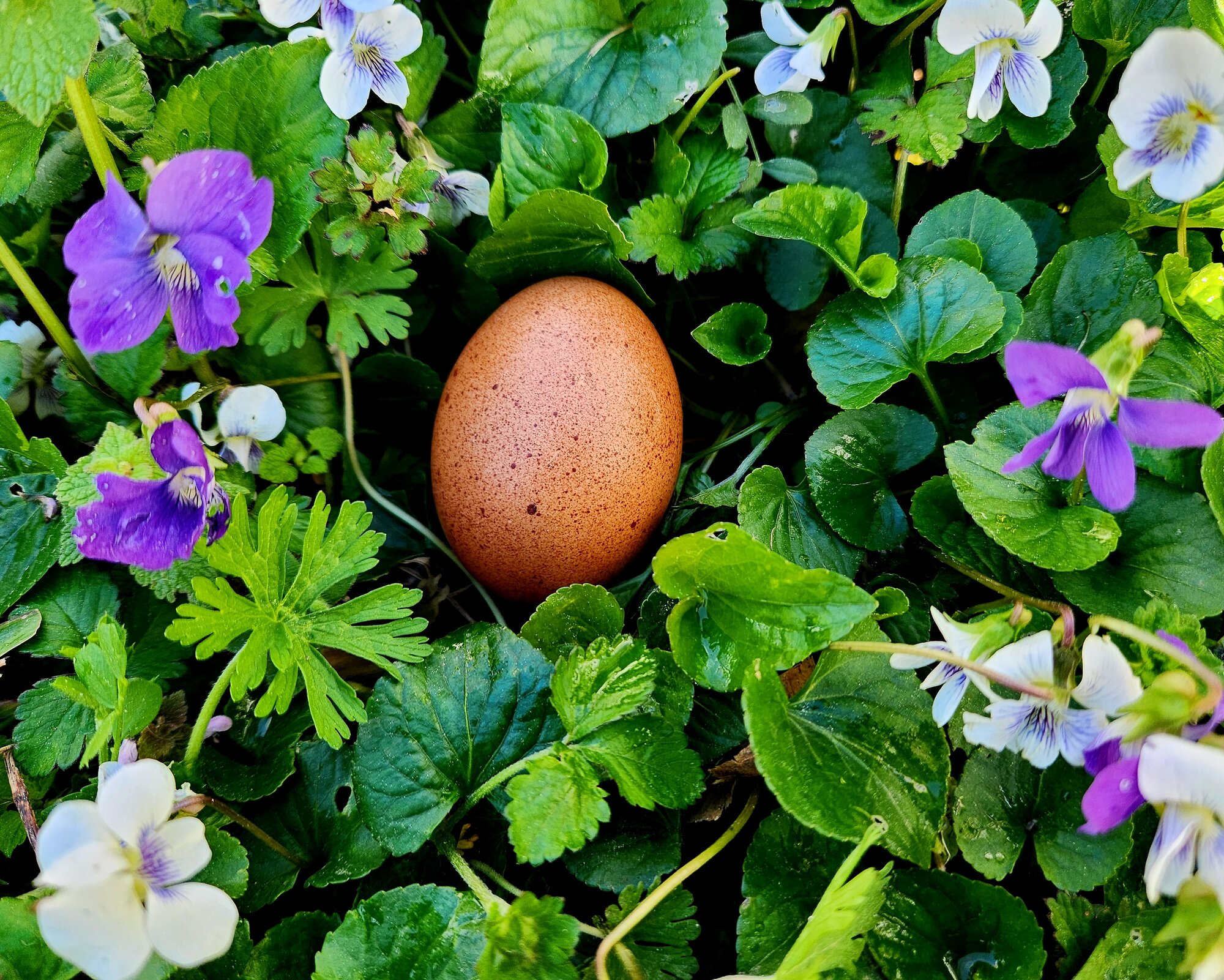 Natural Egg Photo Contest 93.jpg