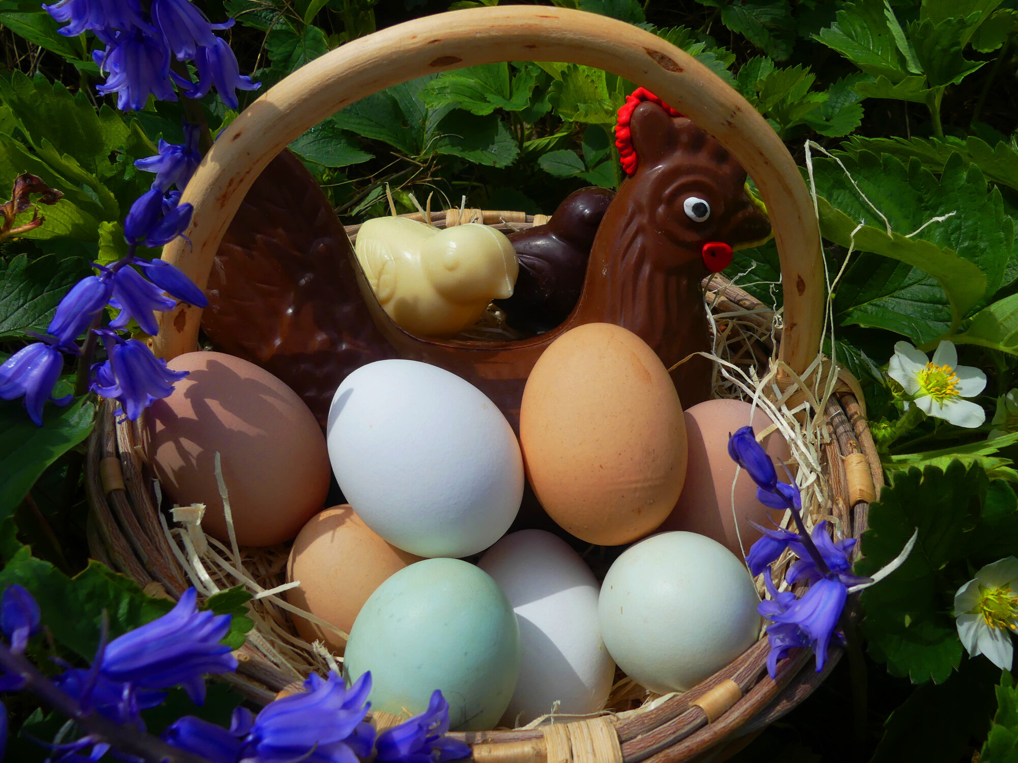 Natural Egg Photo Contest 94.jpg