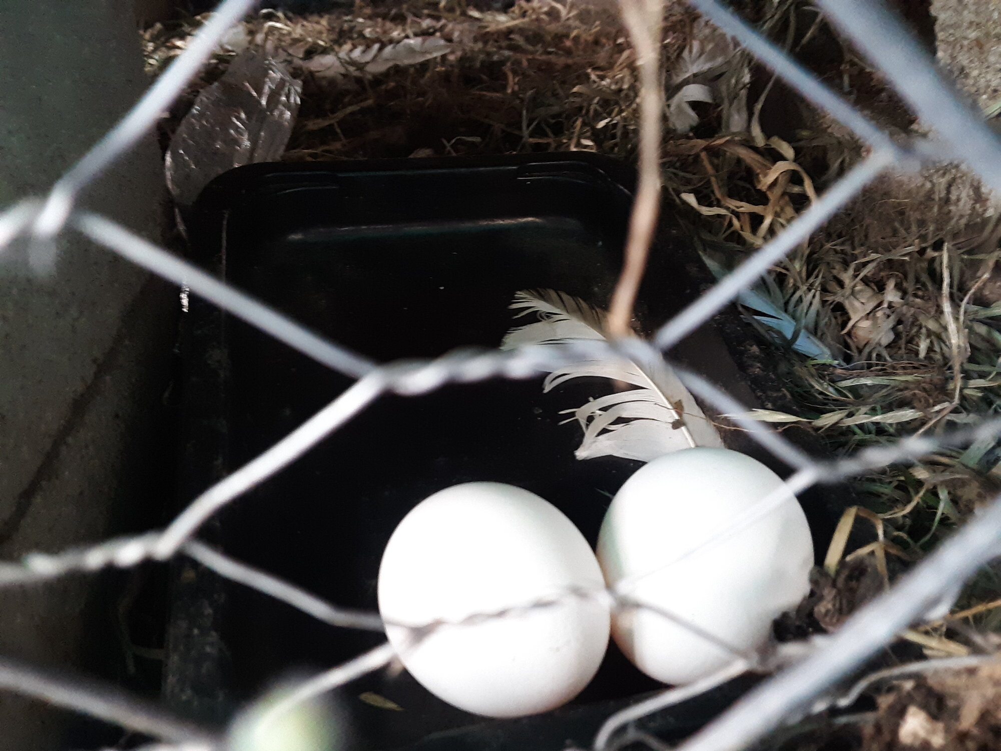 Natural Egg Photo Contest 95.jpg