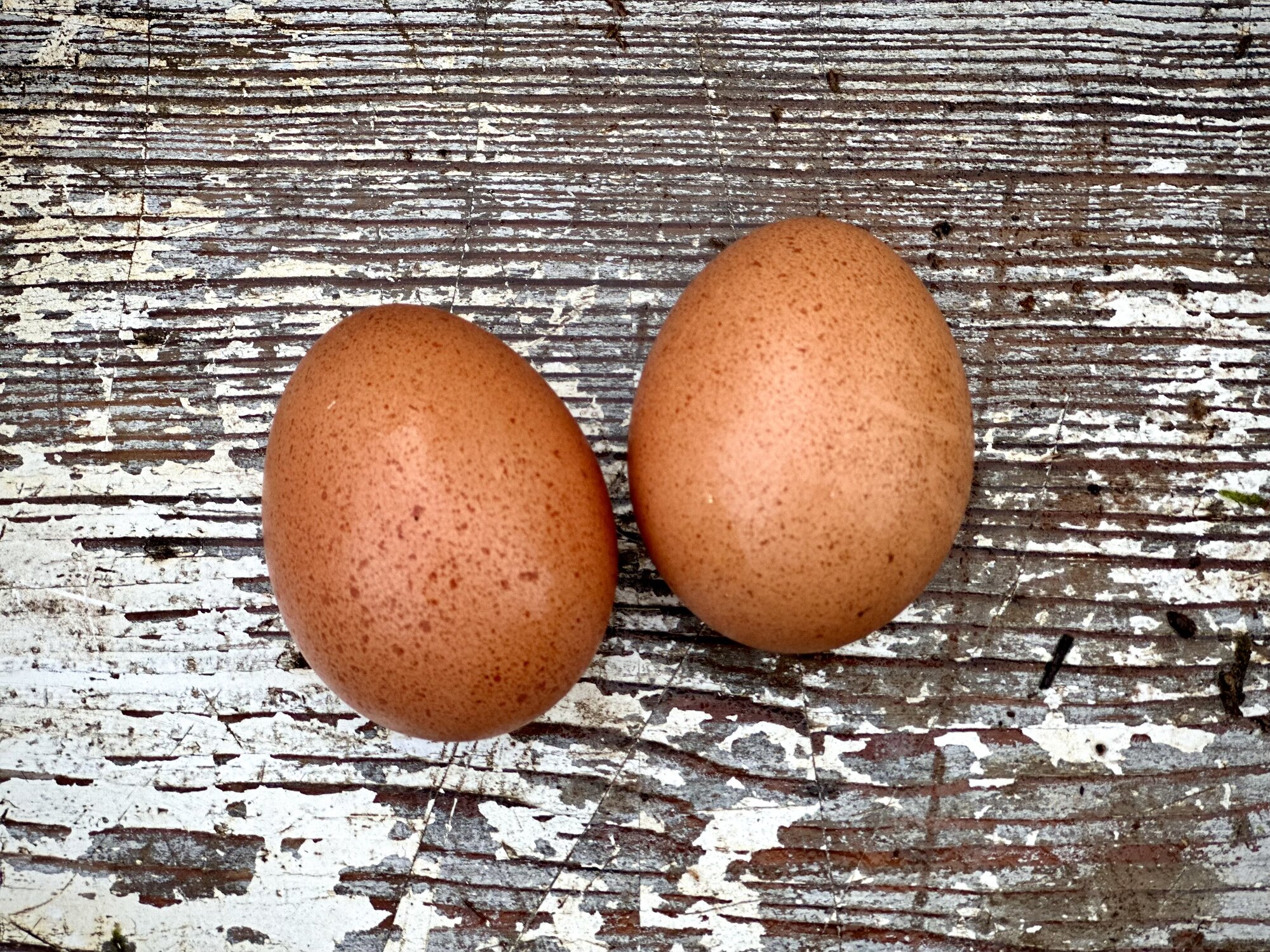 Natural Egg Photo Contest 96.jpg