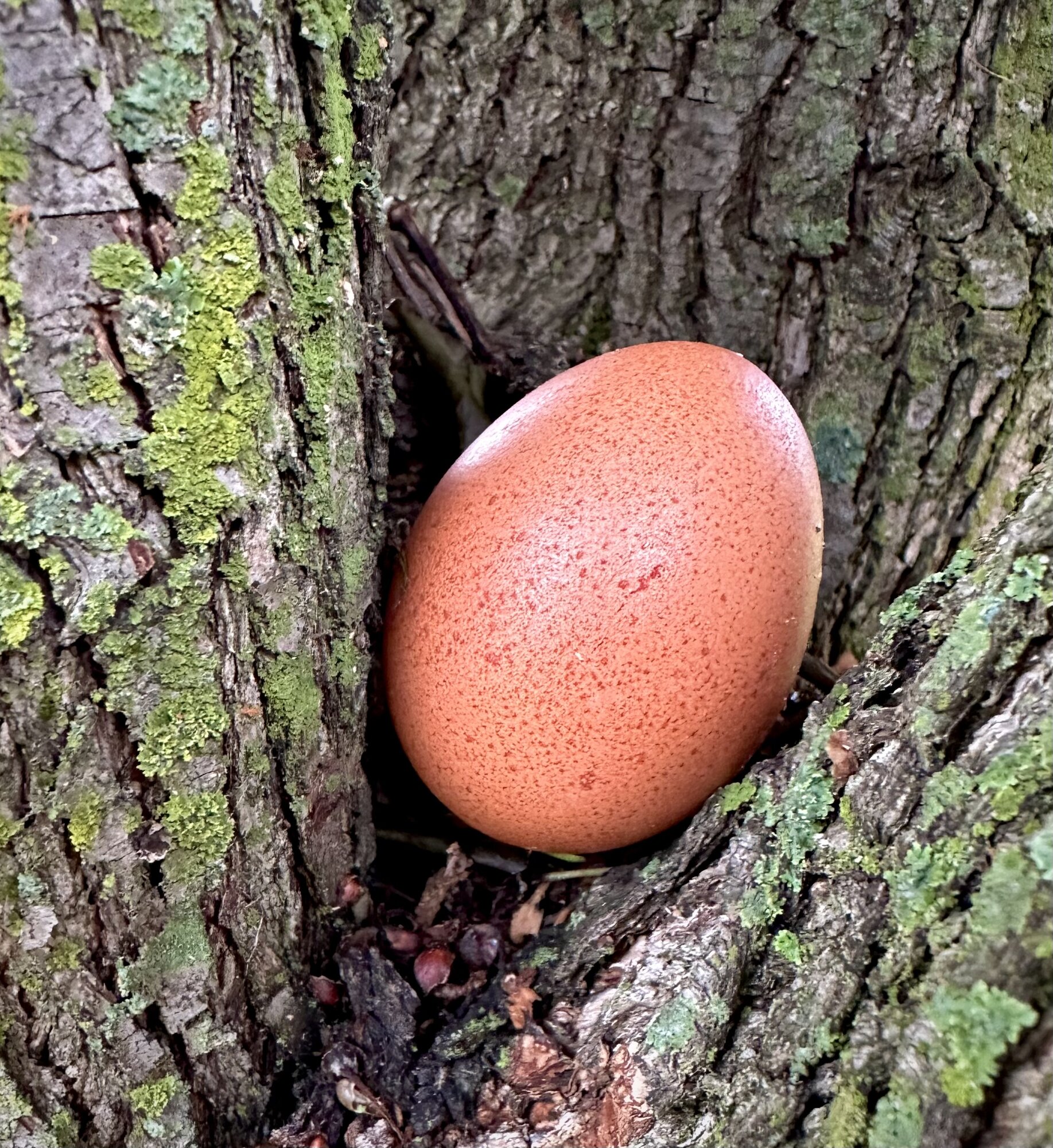 Natural Egg Photo Contest 97.jpg
