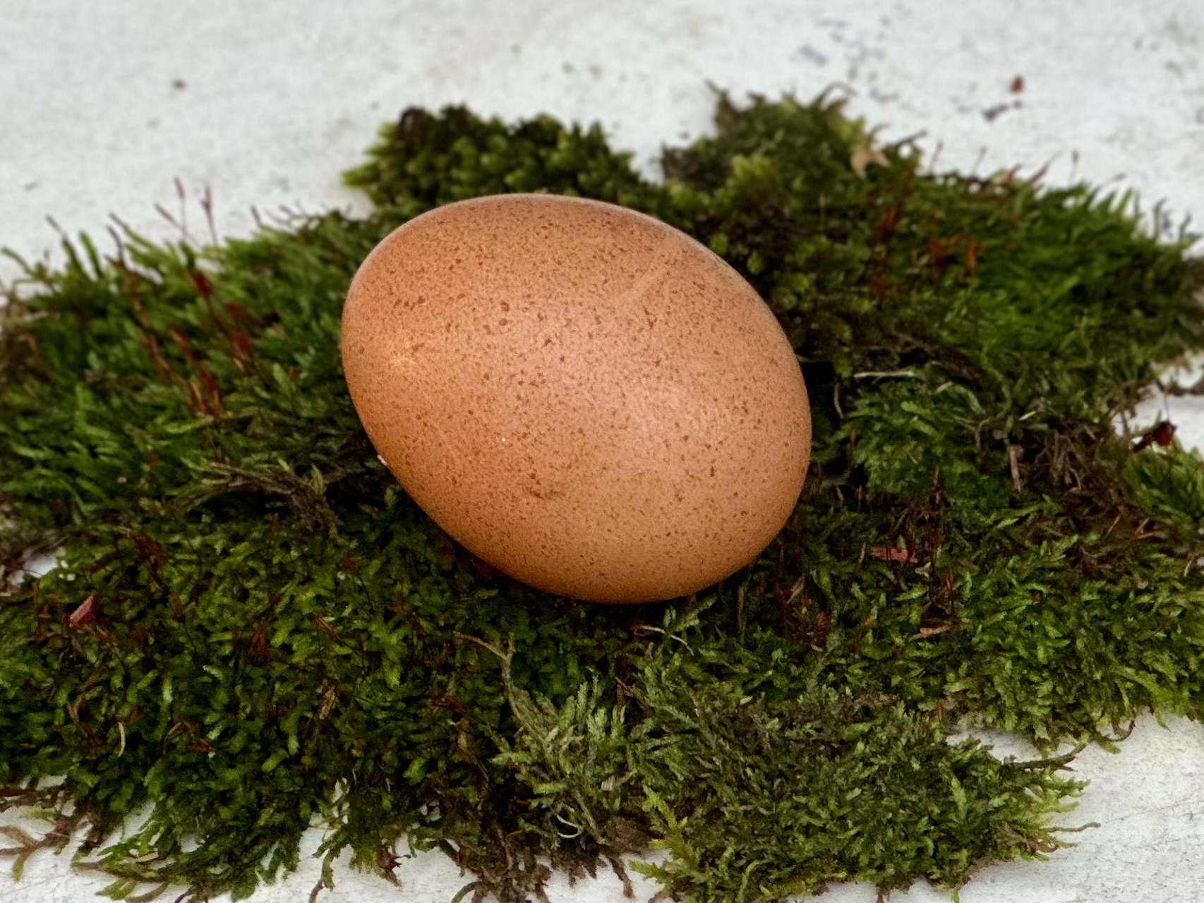 Natural Egg Photo Contest 99.jpg