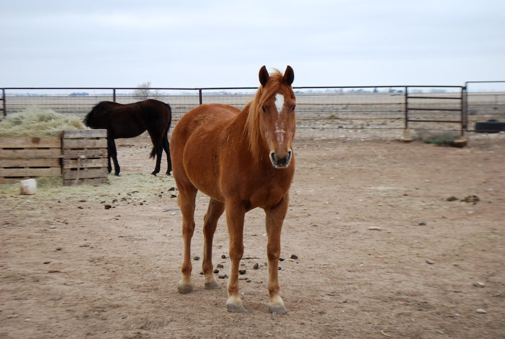 Naughty horse (Sergeant)