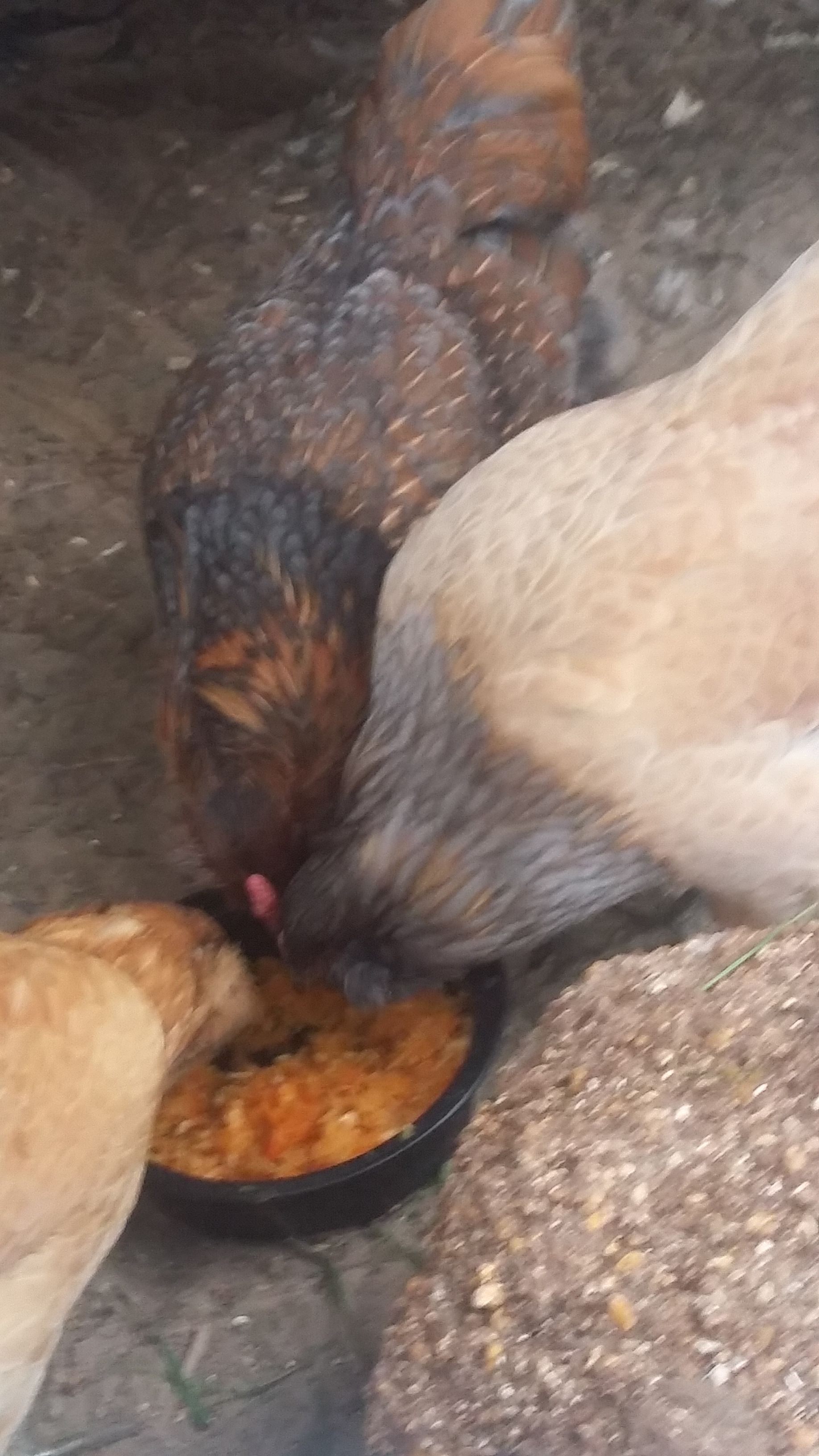 Nawassa, Arlene, Ethel (EE's)   2 lay green eggs and 1 lays pink