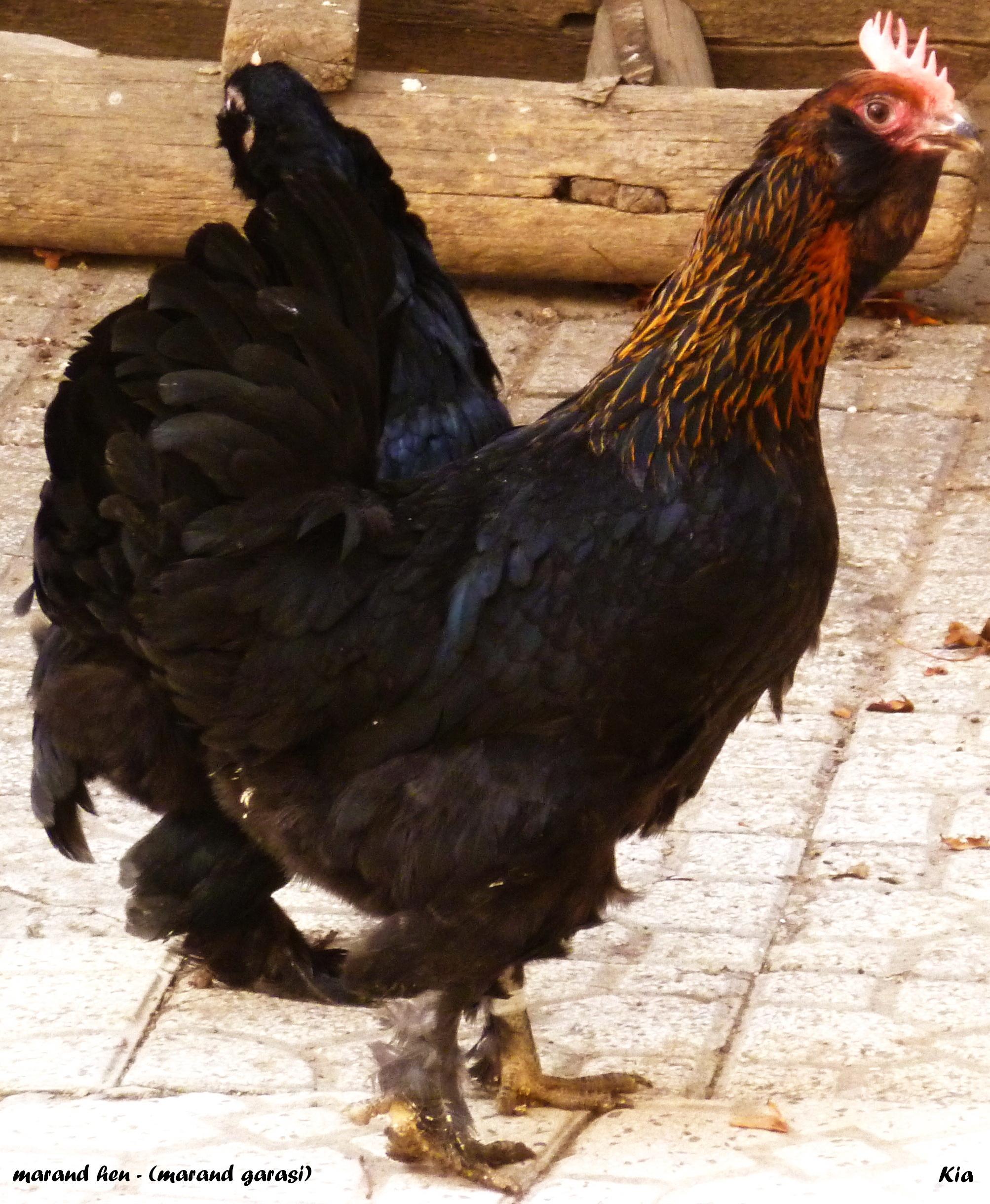 neck brown marand hen