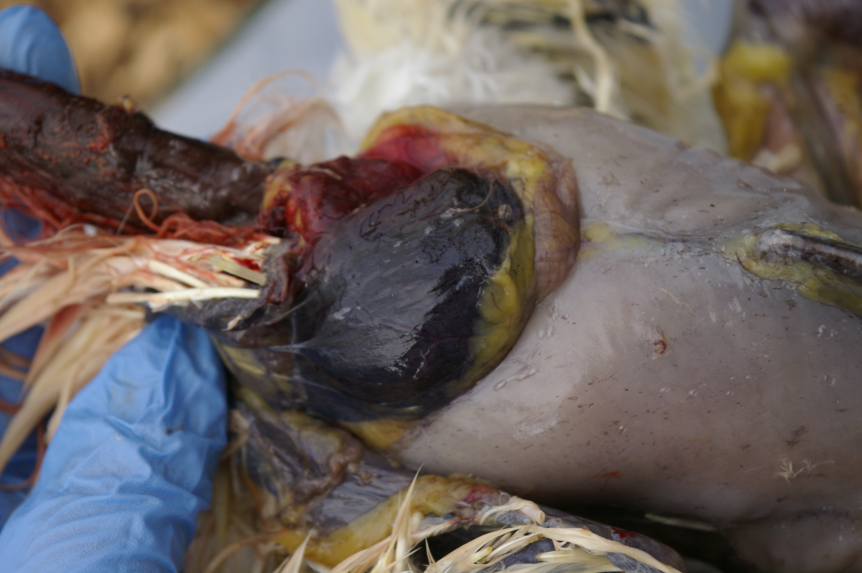 Neck in my hands on the left. Dark blob is the crop. Breats tissue and keel