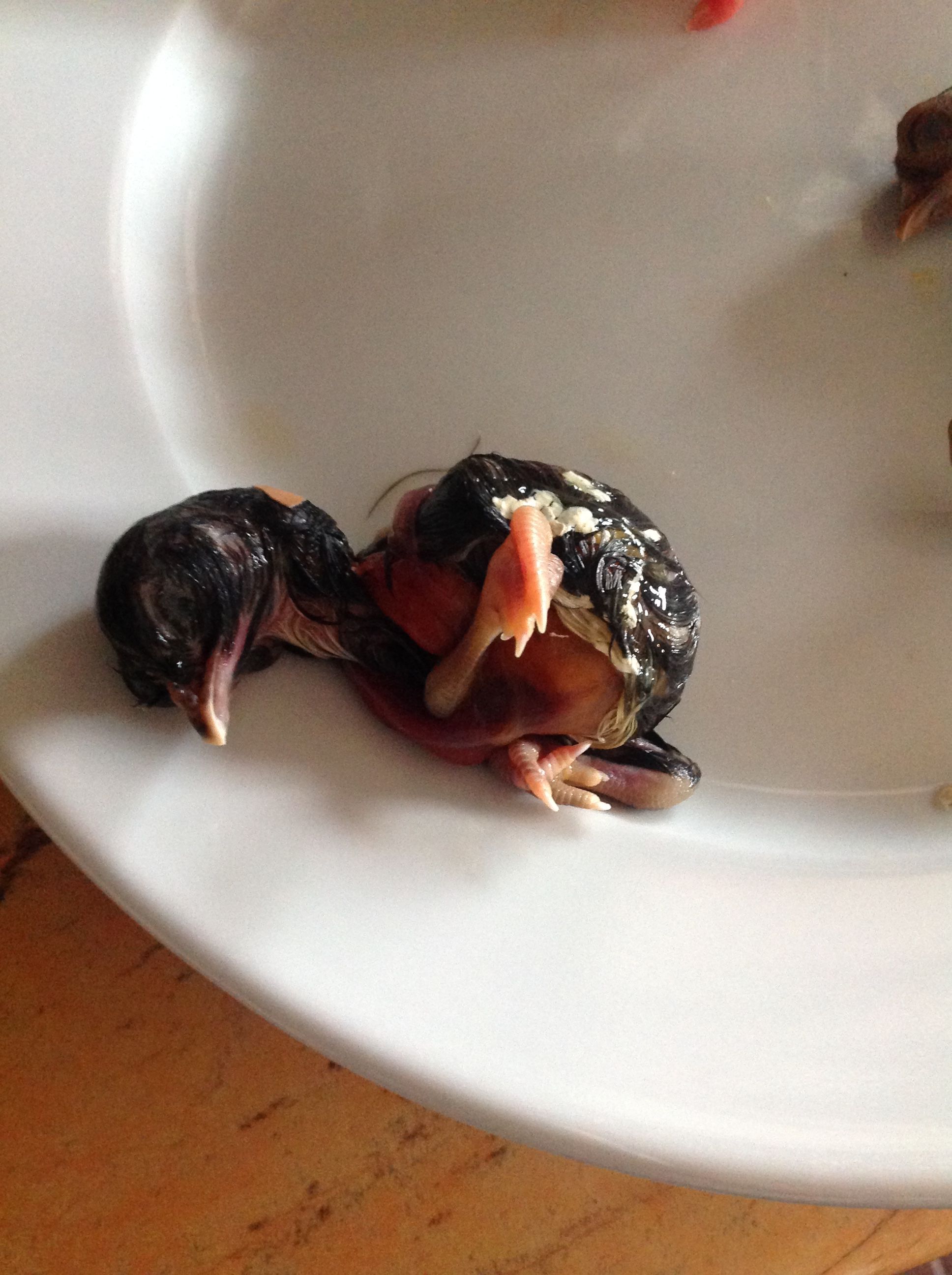 Neck swollen cord tangled on her in the egg