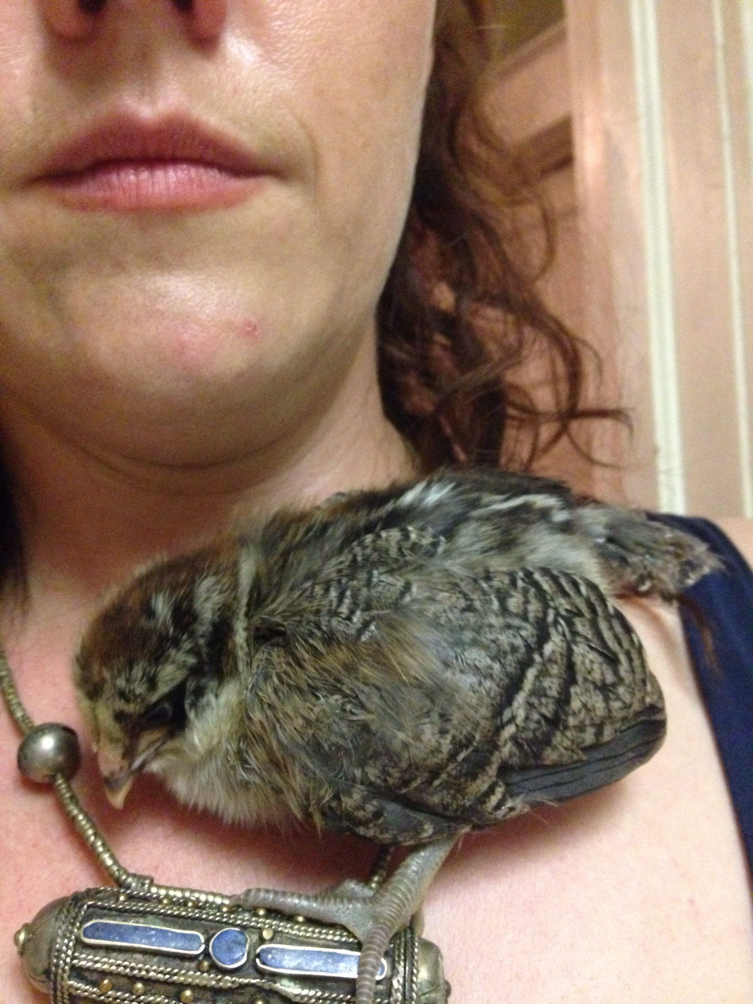 Necklaces make a fine roost.