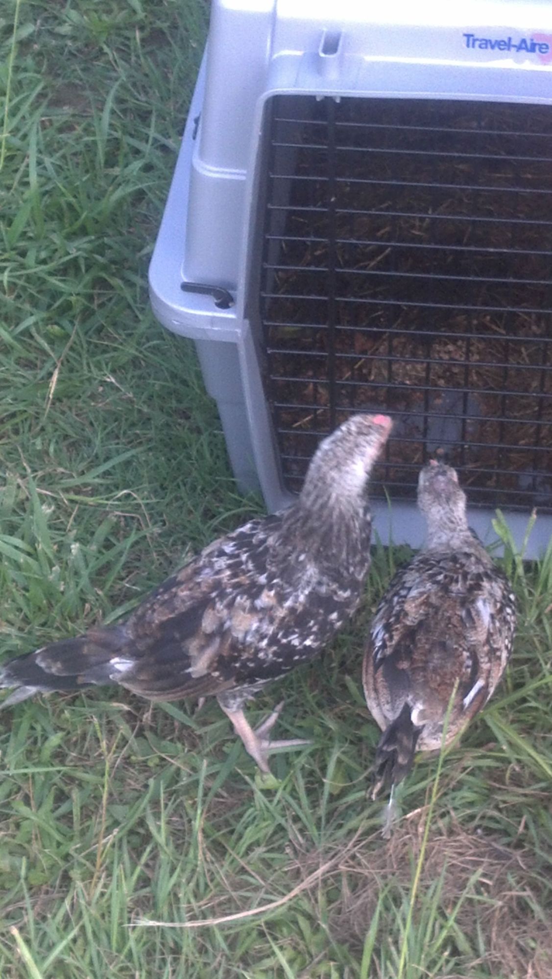 Need help identifying the breed.  I think the one on the left is a rooster and the one on the right a hen.

Ideas?
