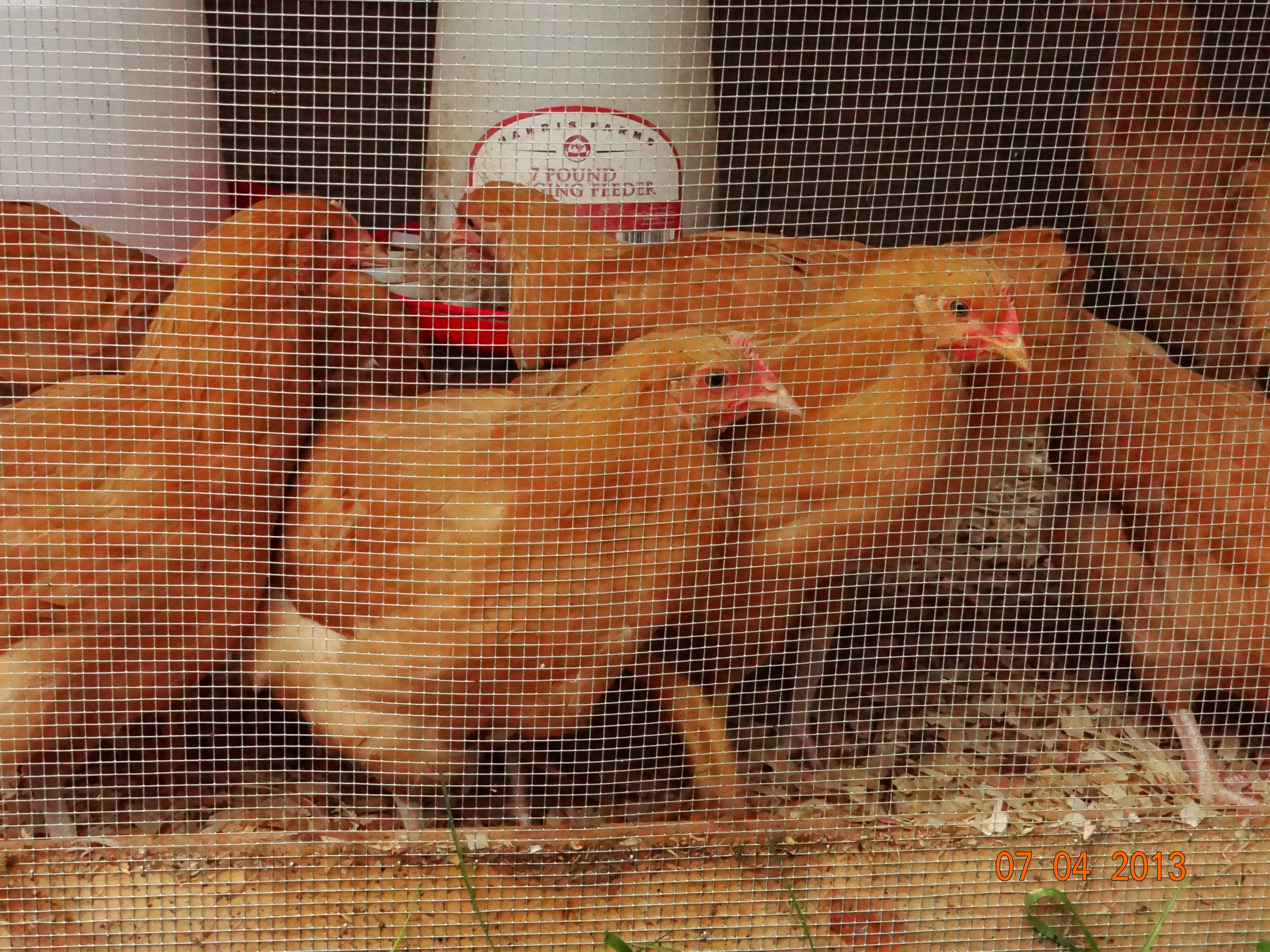 Need help on this one. They are almost 11 weeks old, and a few look like roo's to me. HELP!!!!! Supposed to have all hens!!!