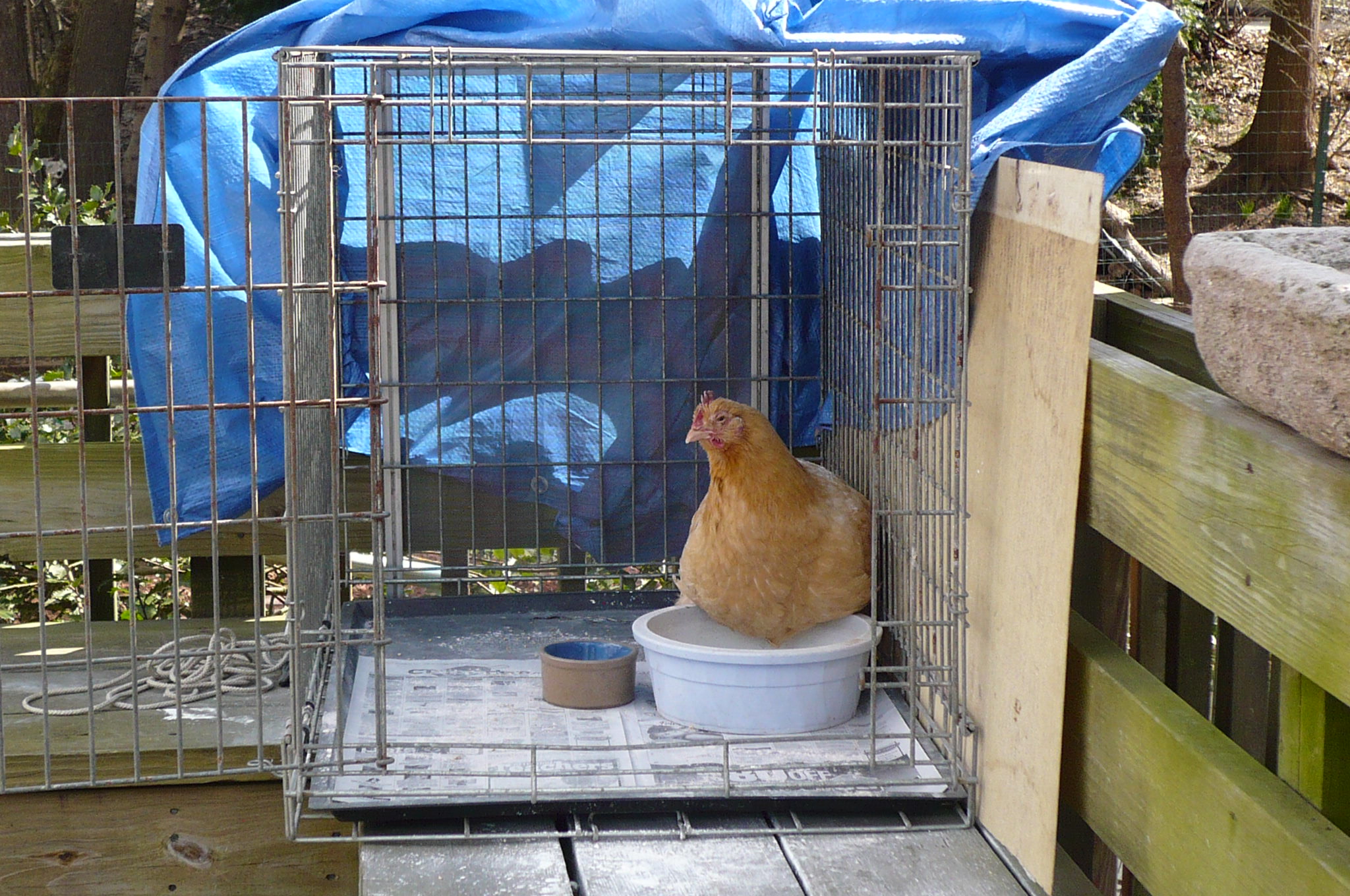 Neenee, in isolation for mite infestation