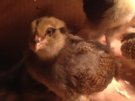 Nefertiti,  EE pullet.