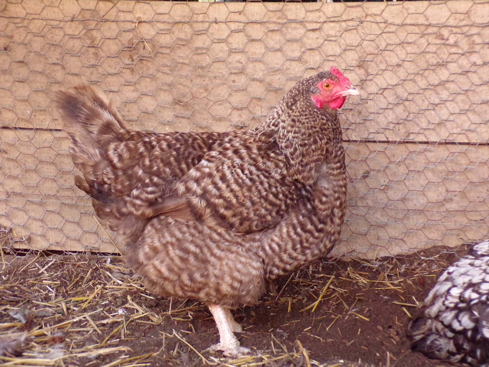 Neigbors hen, unnamed