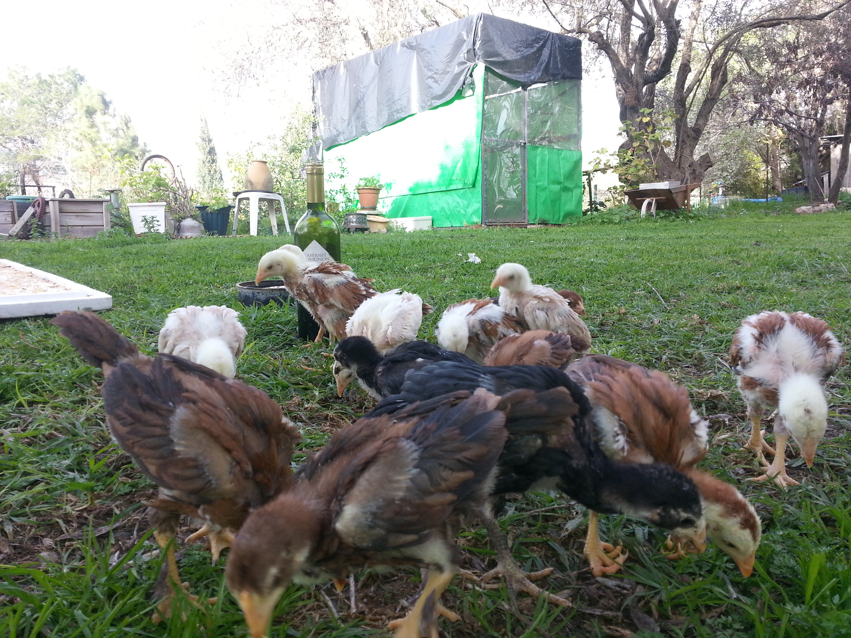 neighborh's aviary in the back ground