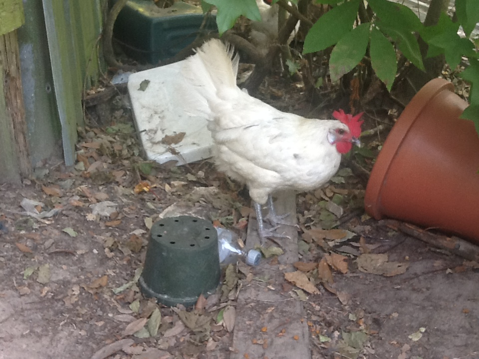 Neighbor's California white hen   he has 2 that always come to my yard   she is in his yard now  he has a lot of junk laying around