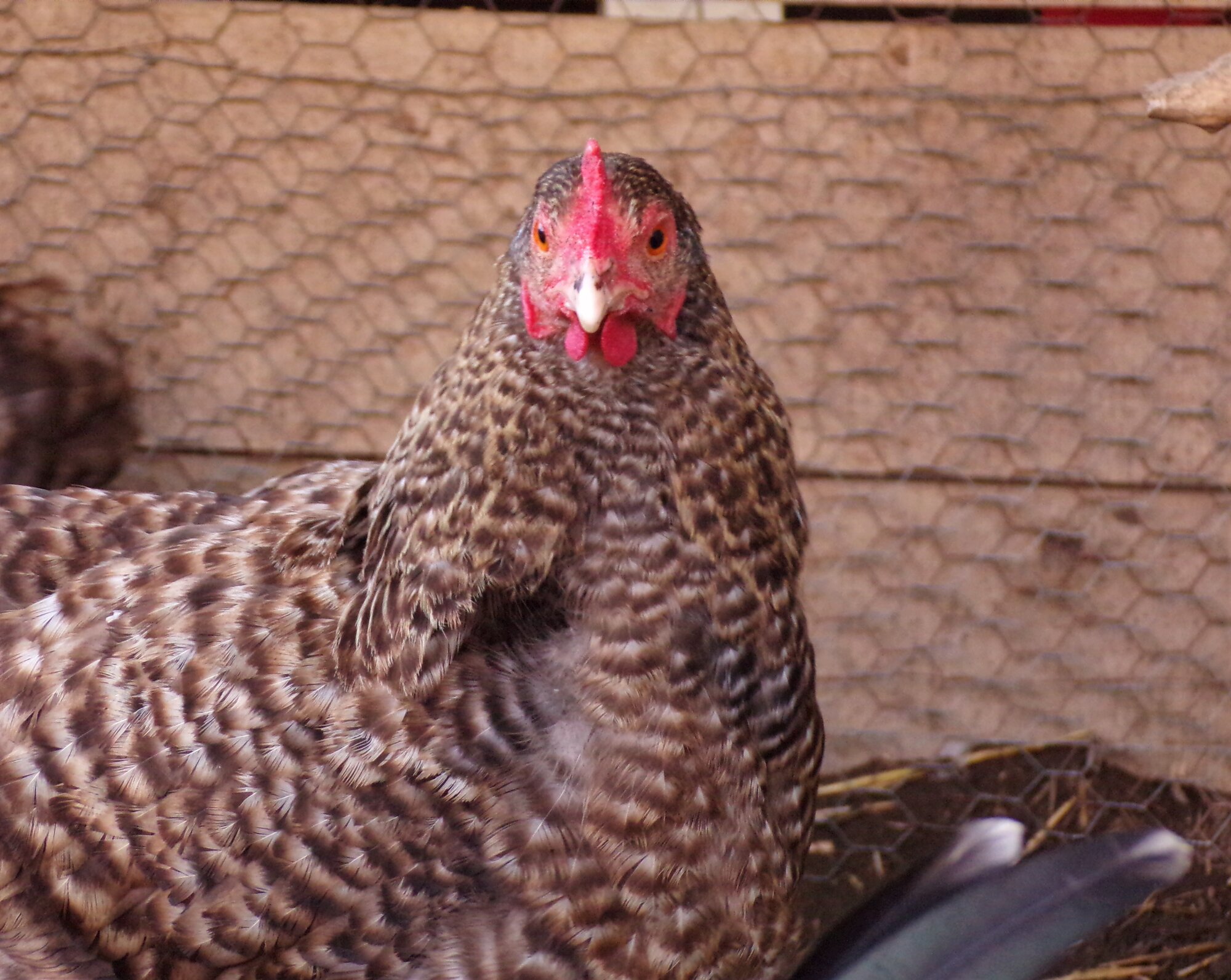 Neighbors hen, unnamed