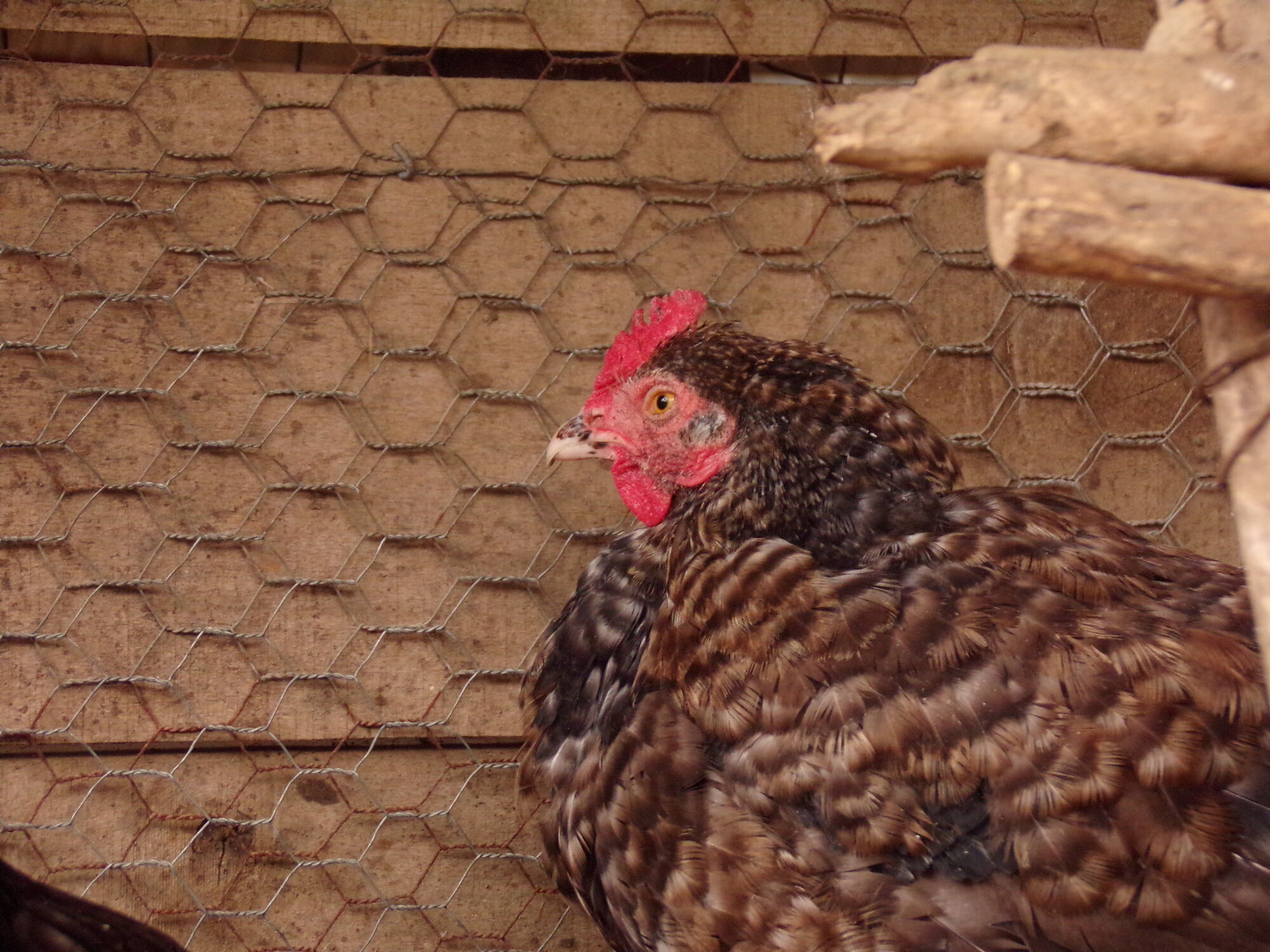 Neighbors hen, unnamed