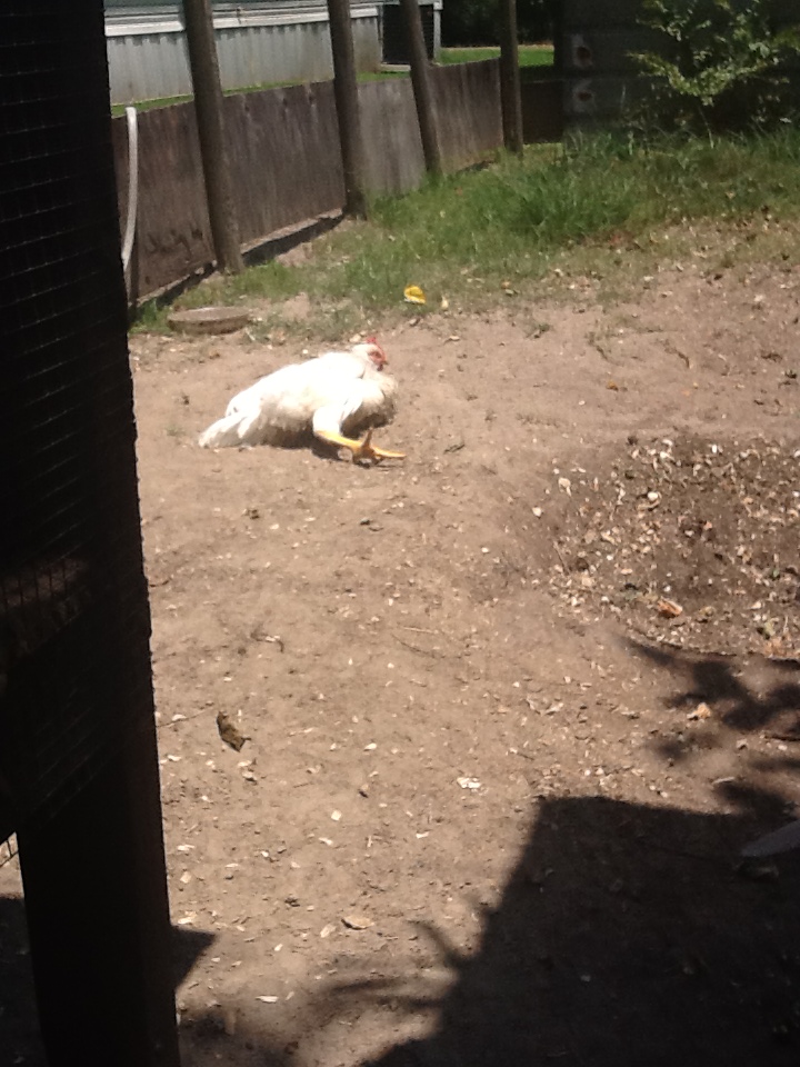 Neighbor's meat bird catching some sun