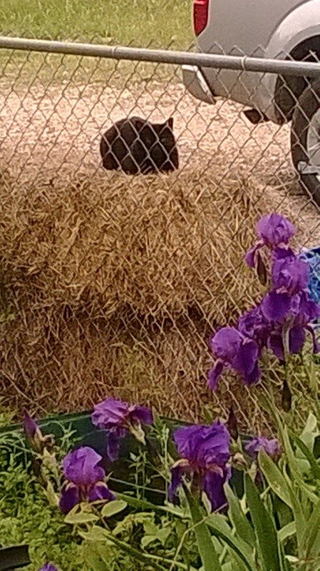 Neko our barn cat