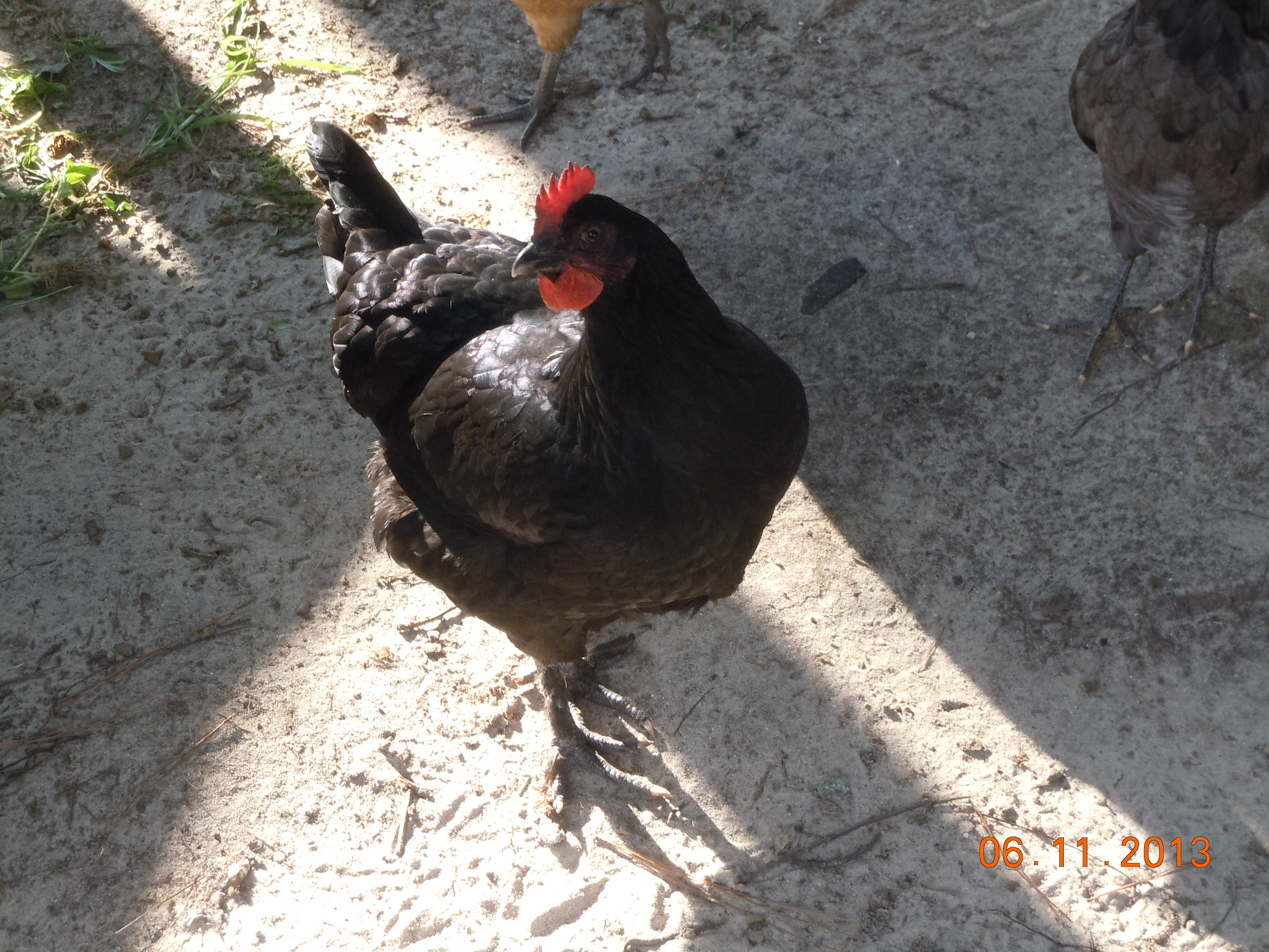 Nellie @ approx 18 weeks