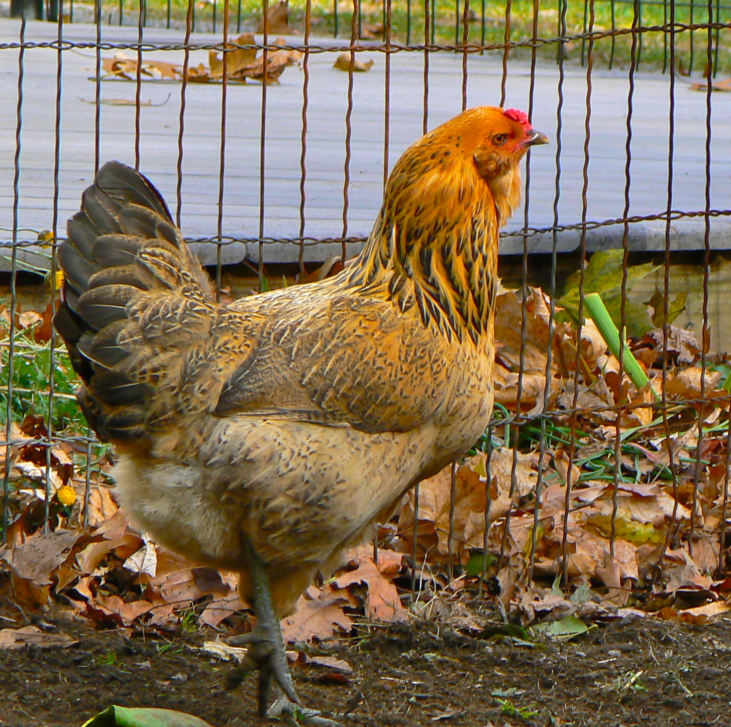 Nellie - Araucana