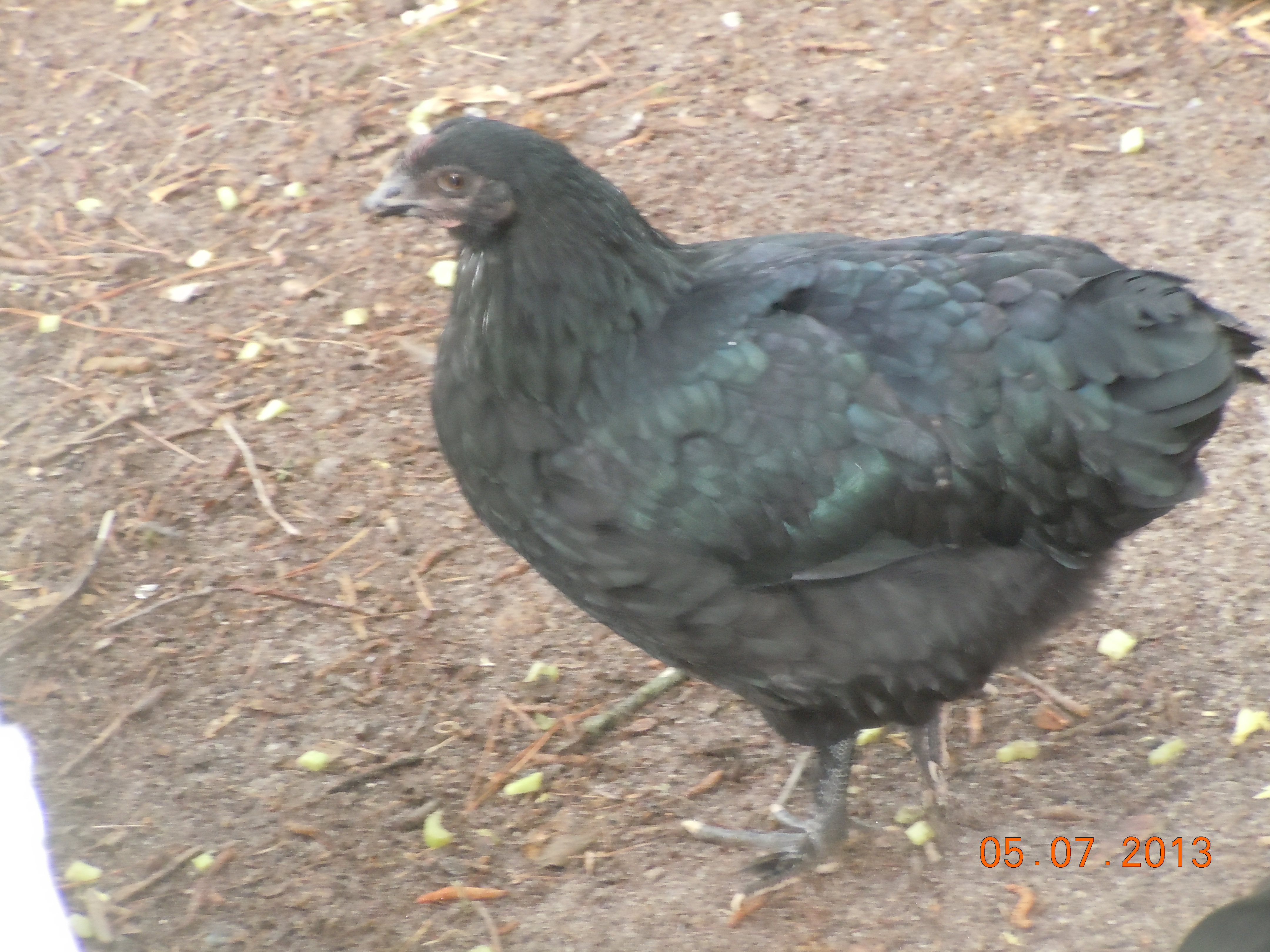 Nellie, one of my Black Copper Marans