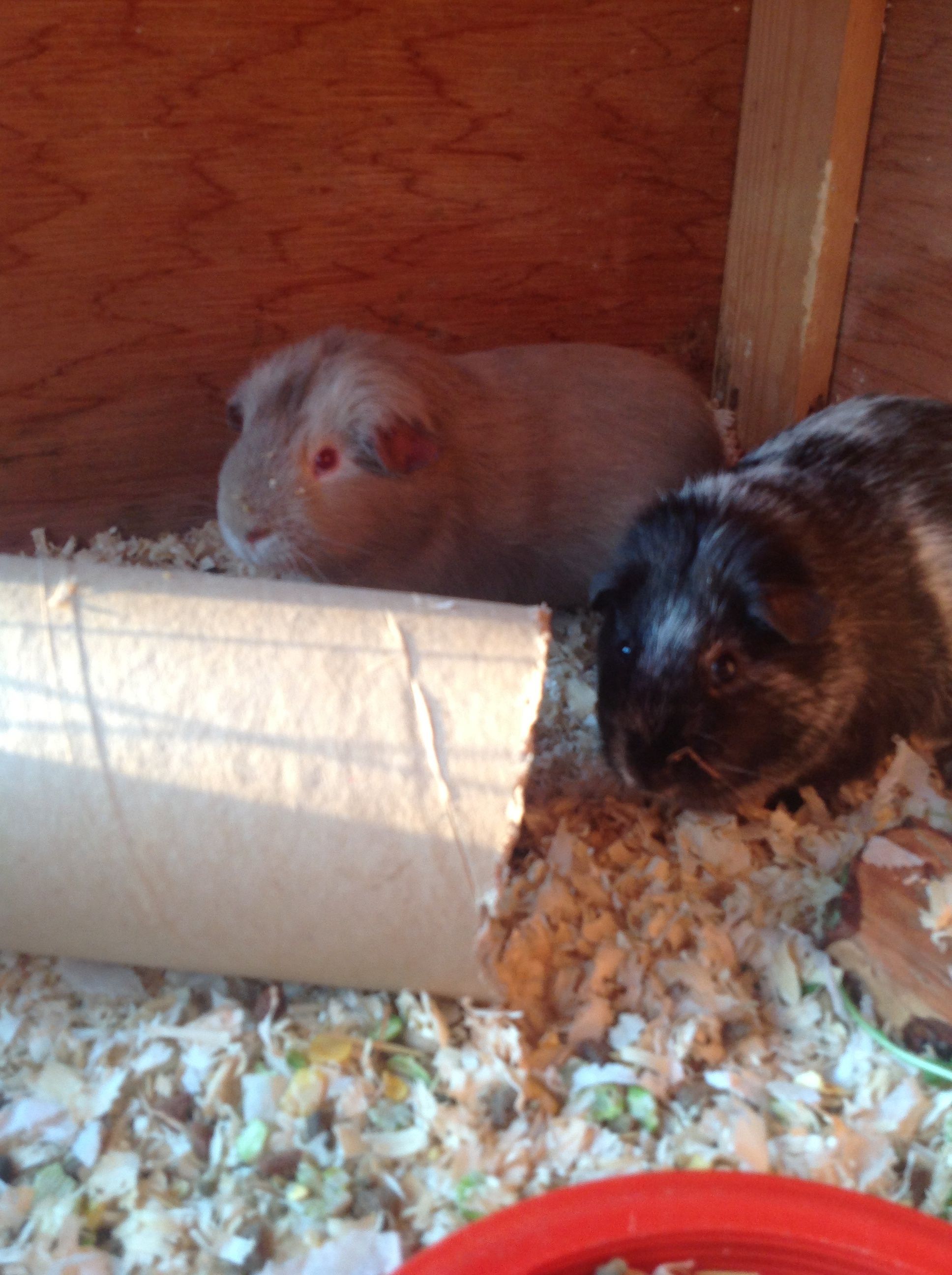 Nemo at the back and Maisy Front