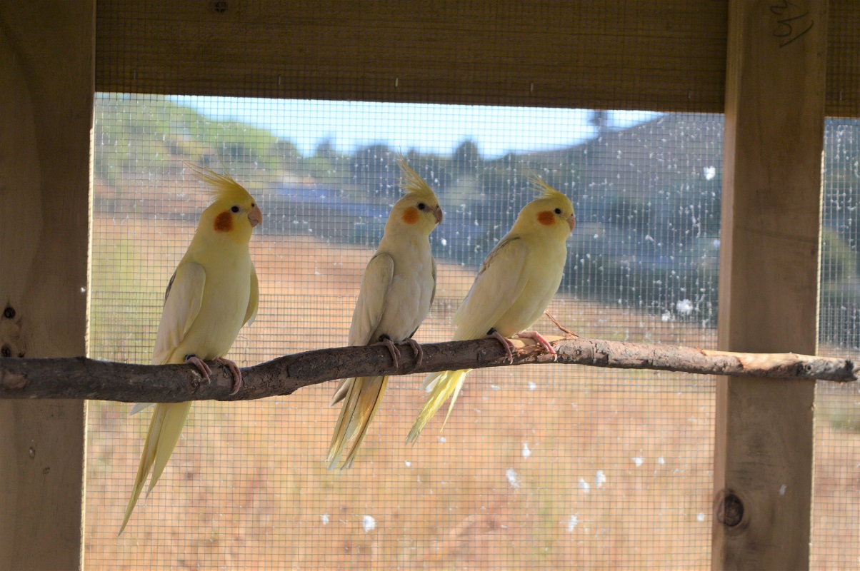 Neon, Nova and Opal.jpg