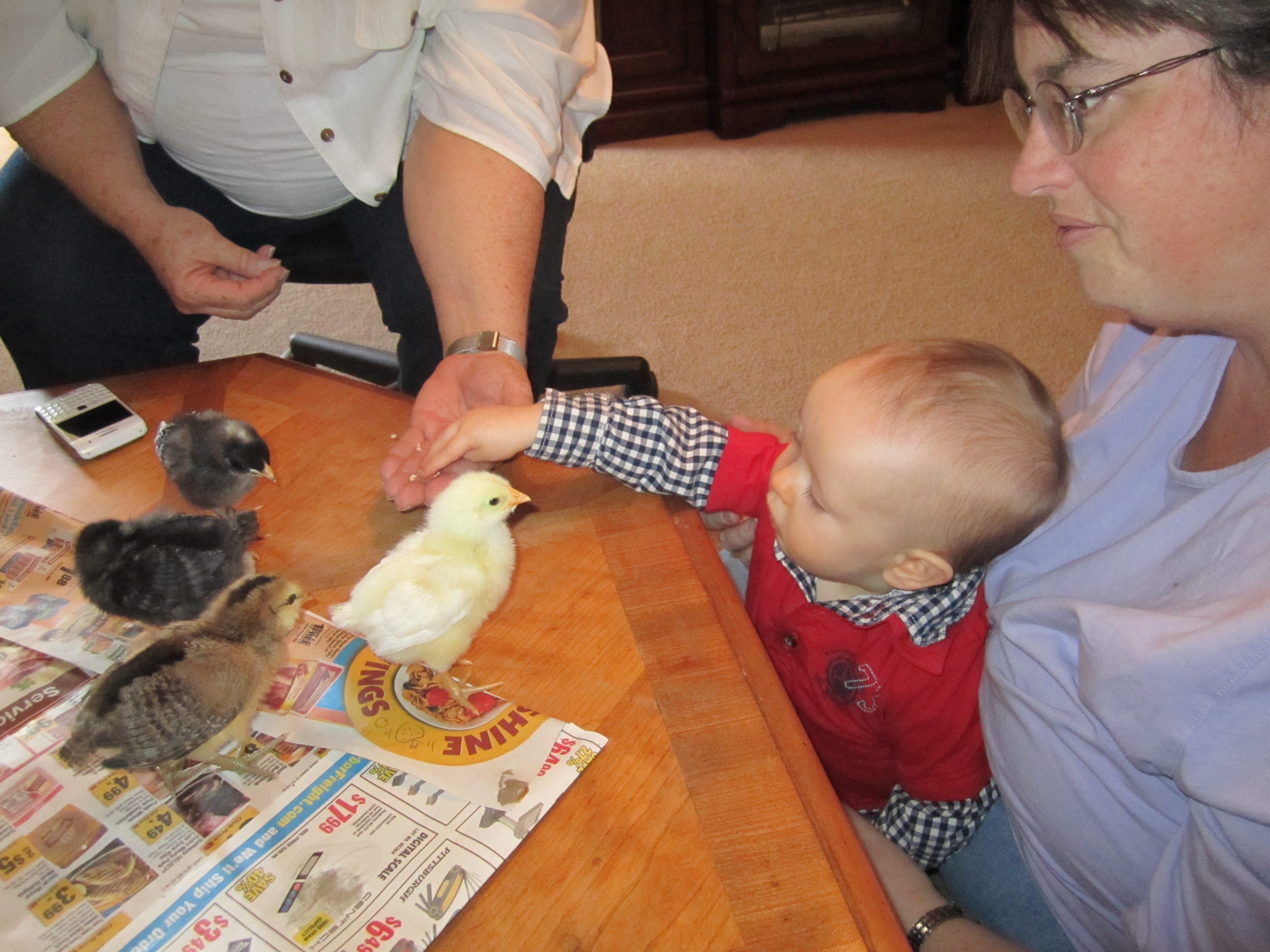 Nephew checking out the chickens