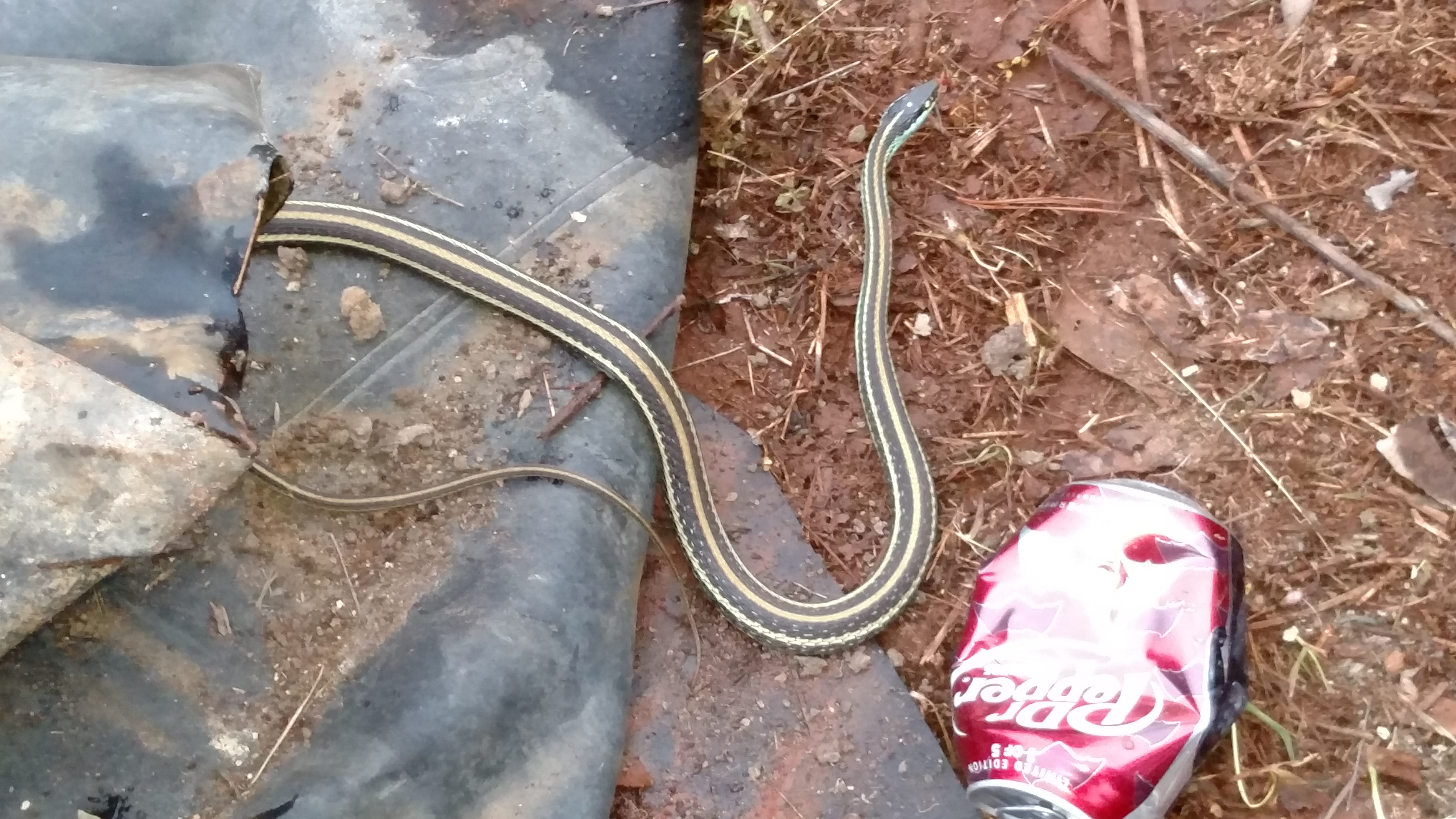 Nephew is in for weekend.  Already found snake, got snake bit and set up snake eutopia.