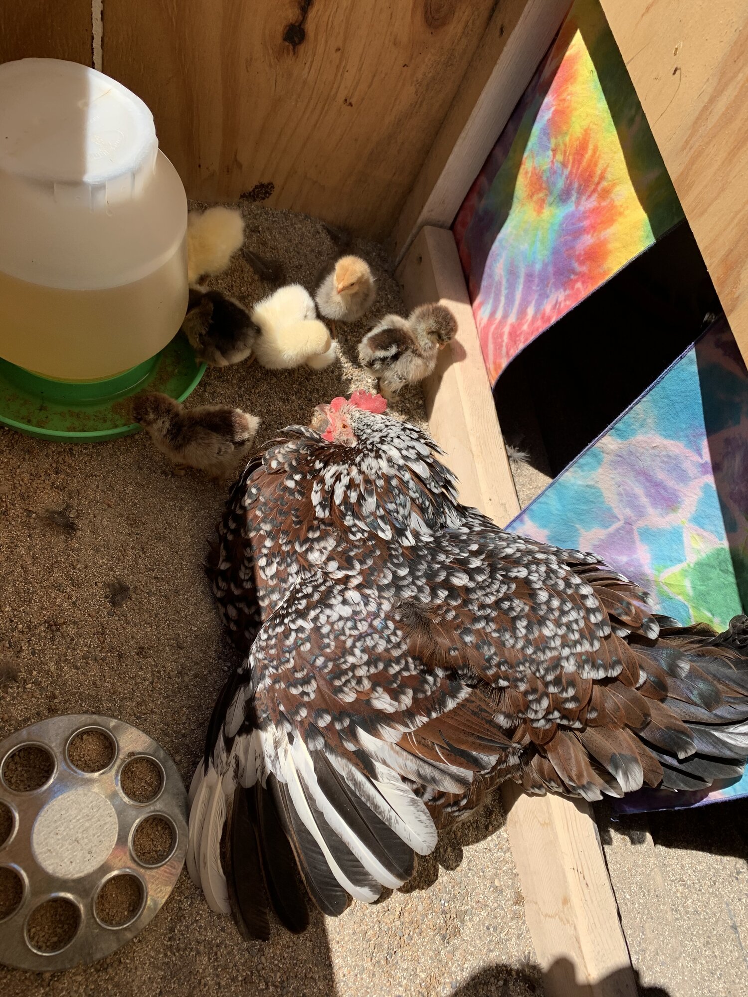 nest box
