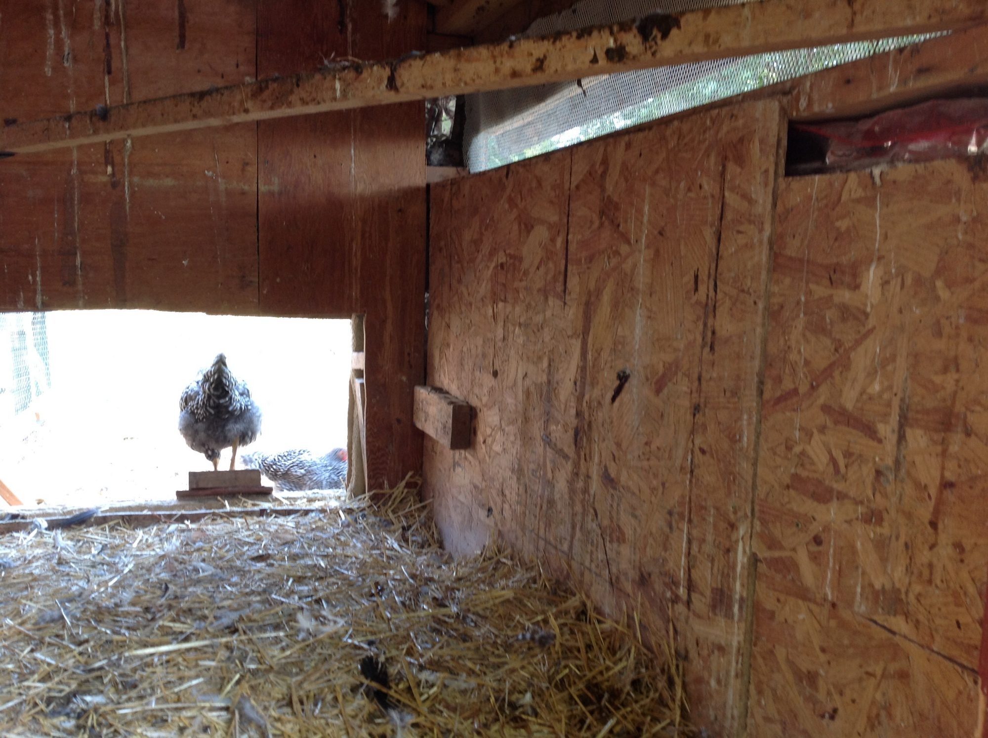 Nest boxes are in process of being built, we will designing them after Opa's Design.

http://www.backyardchickens.com/t/287684/new-rollout-nest-design-picture-heavy-edited-1-21