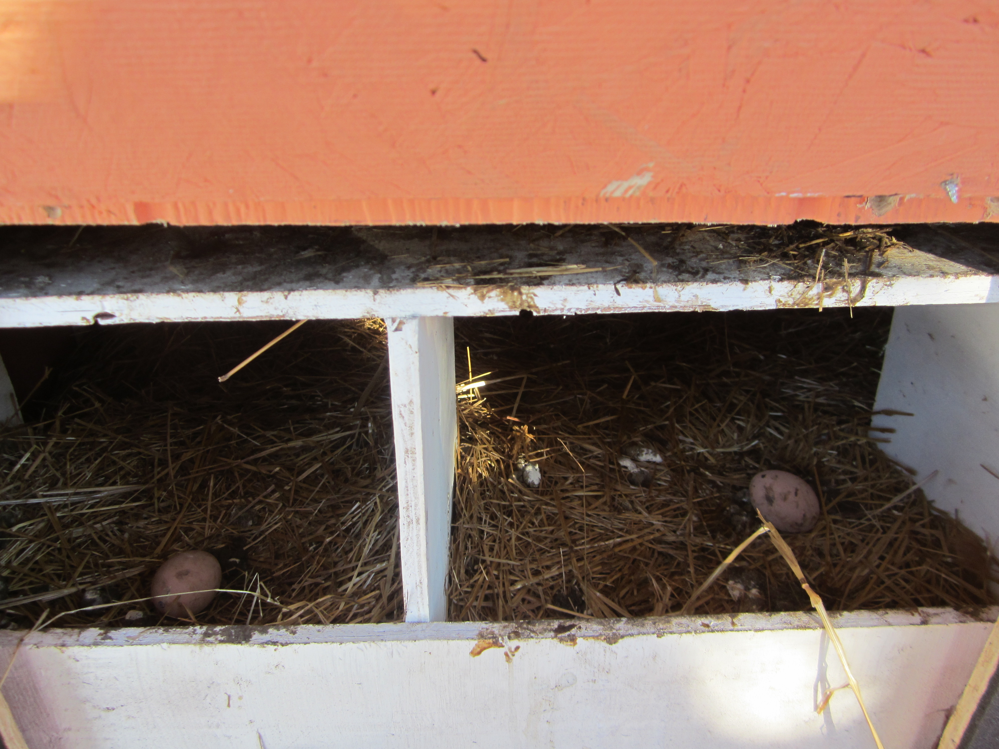 Nest boxes viewed from the access door. The have a higher lip in the back and a lower lip in the front. I keep 2 ceramic eggs to help them know where to lay, otherwise they tend to go all over the roost.