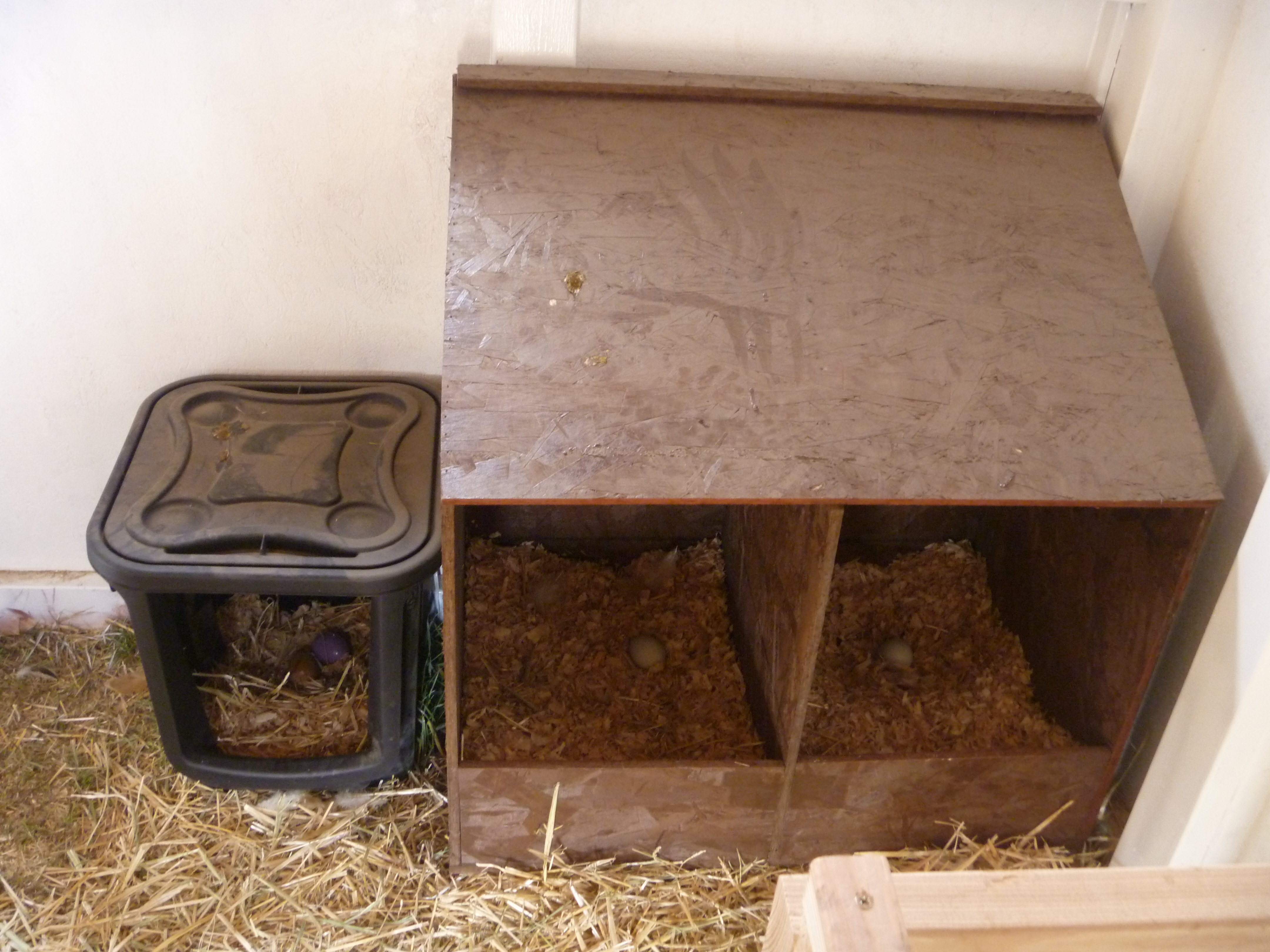 Nest boxes with golf balls inside, weren't sure if the hens would prefer the larger, wood boxes or smaller plastic one we found at WalMart, they prefer the wood boxes...