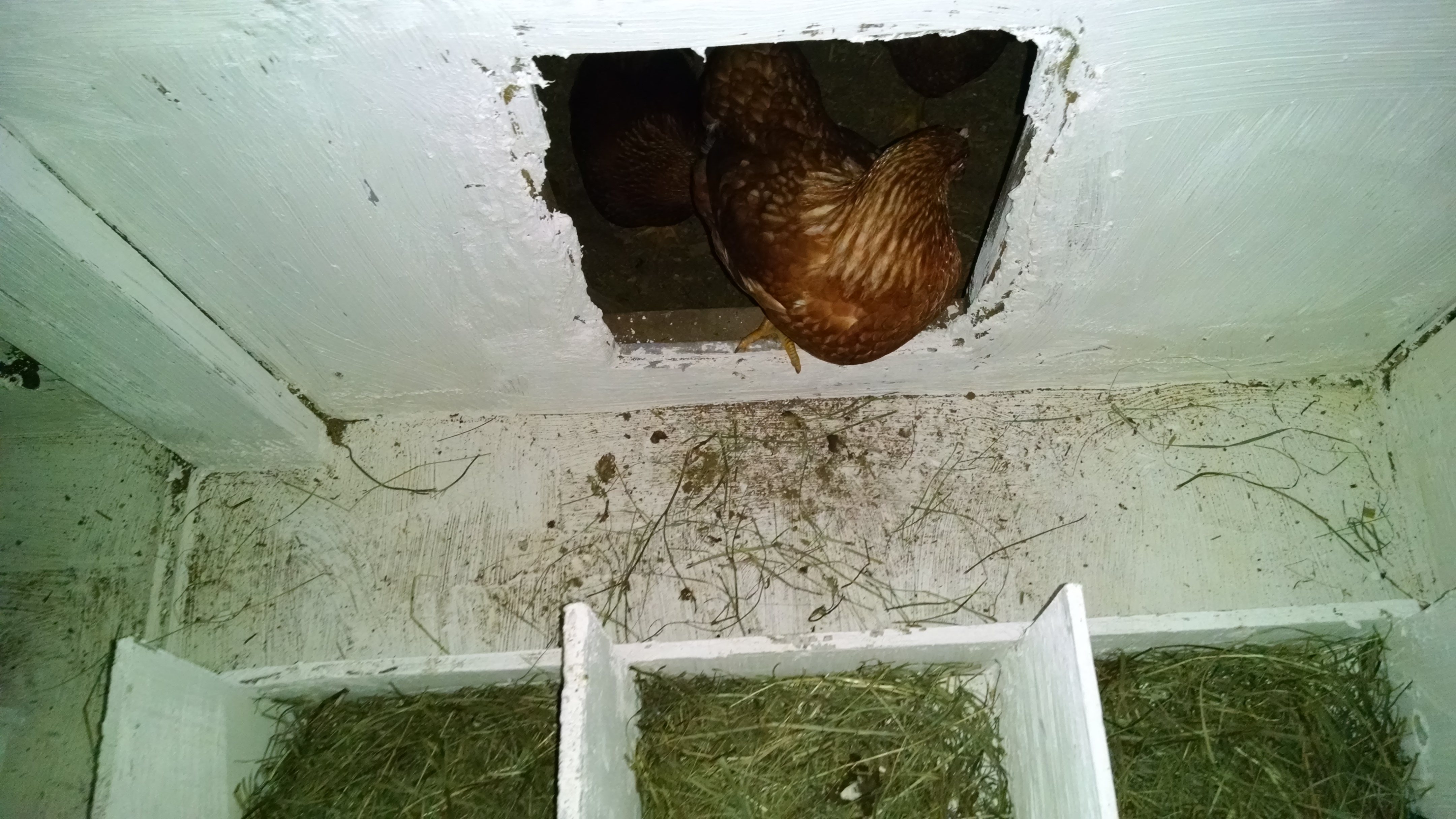 nest boxes