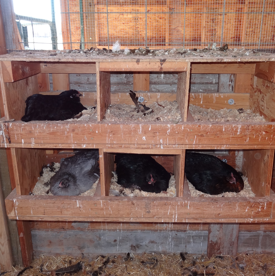 Nest swapping