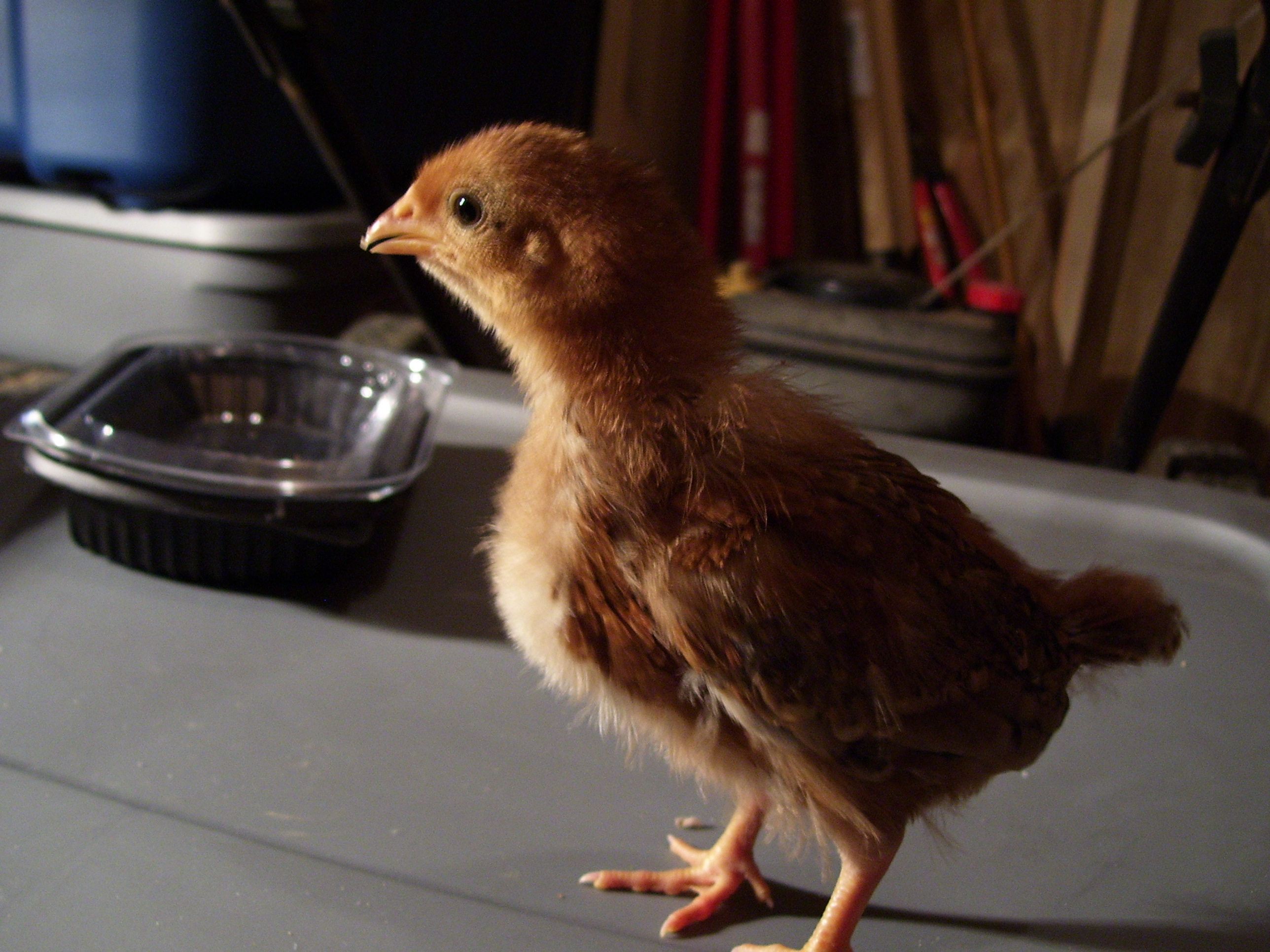 Nester is too <3