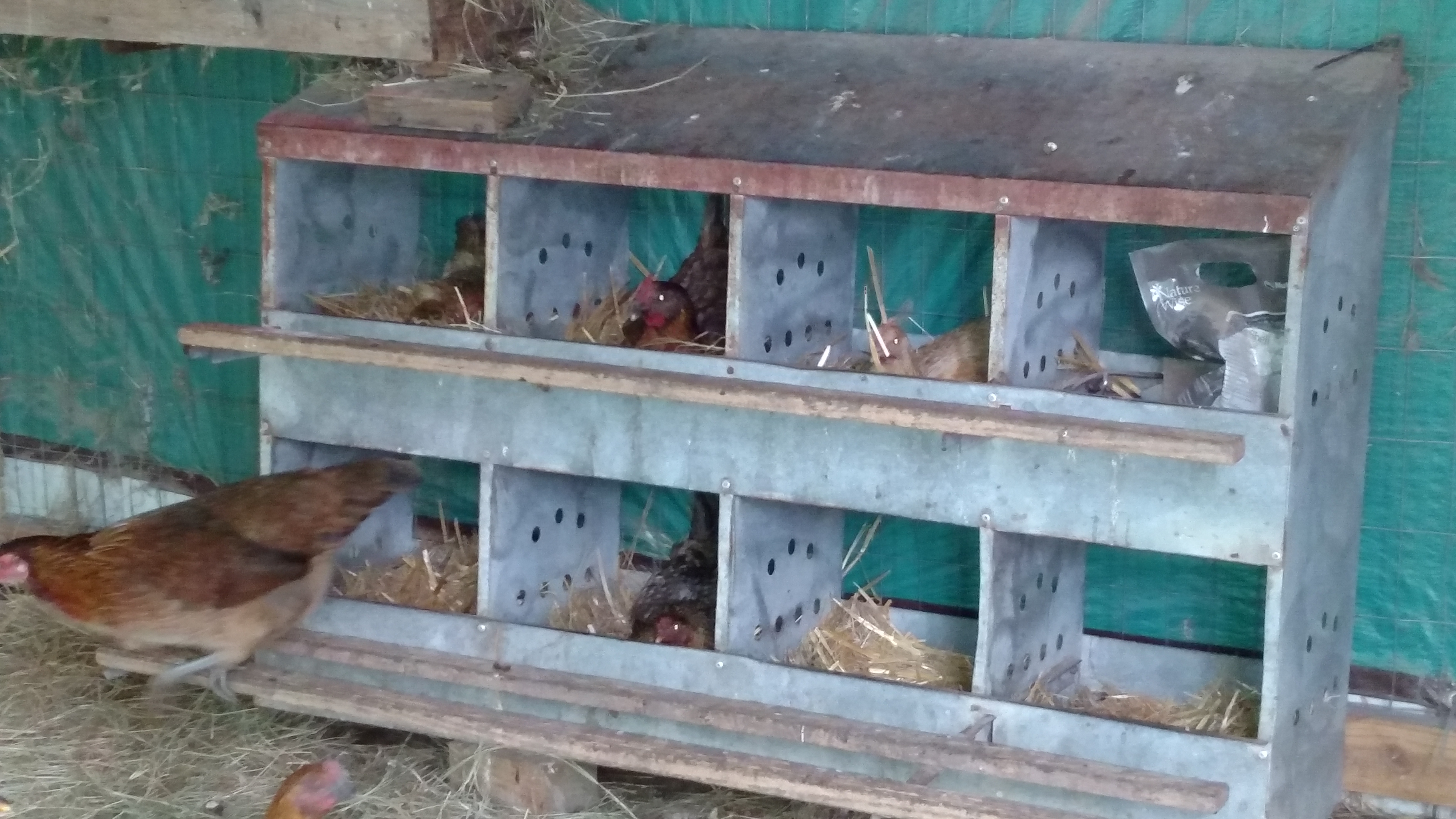 Nesting area.  It's come a long ways the past few years.