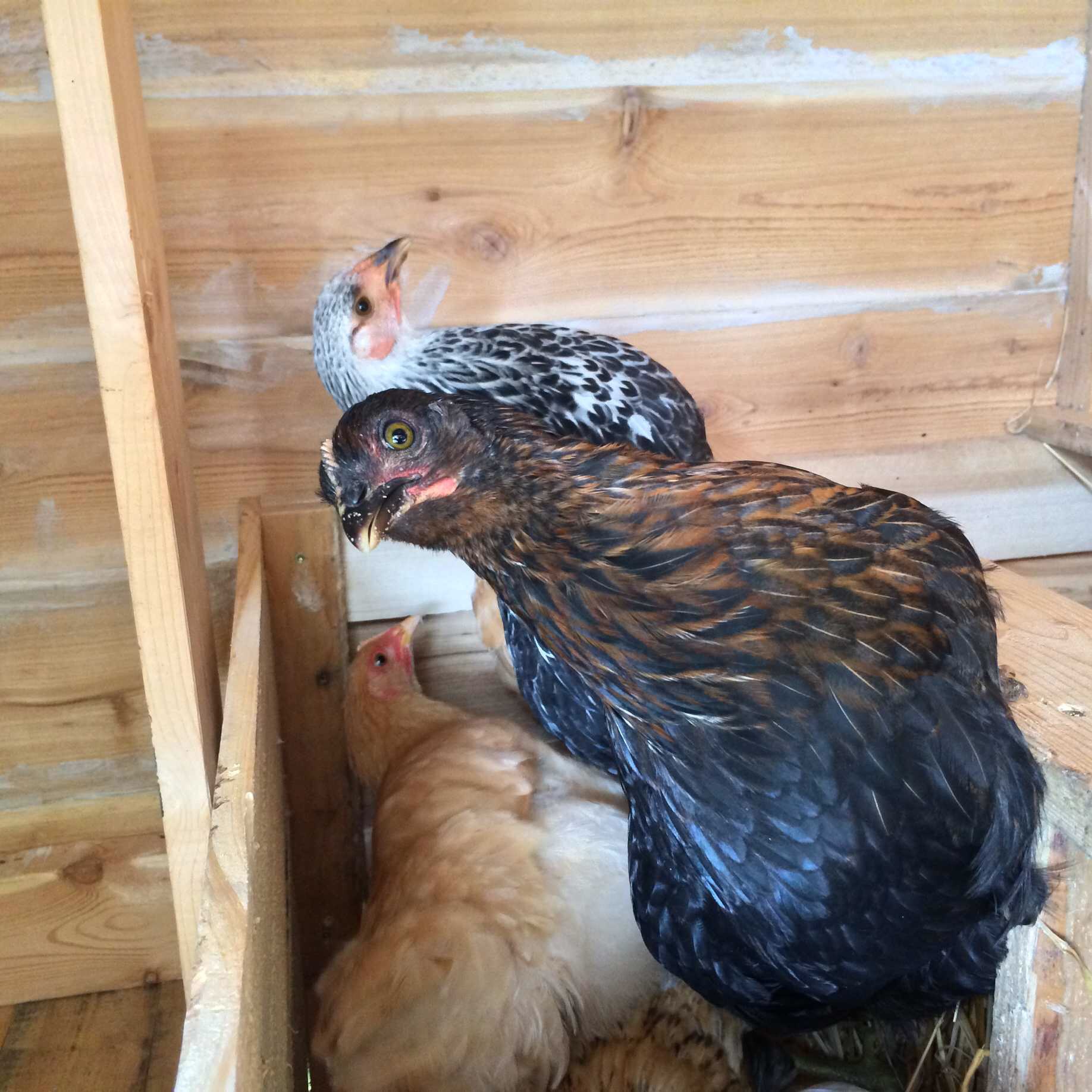 Nesting box hanging out