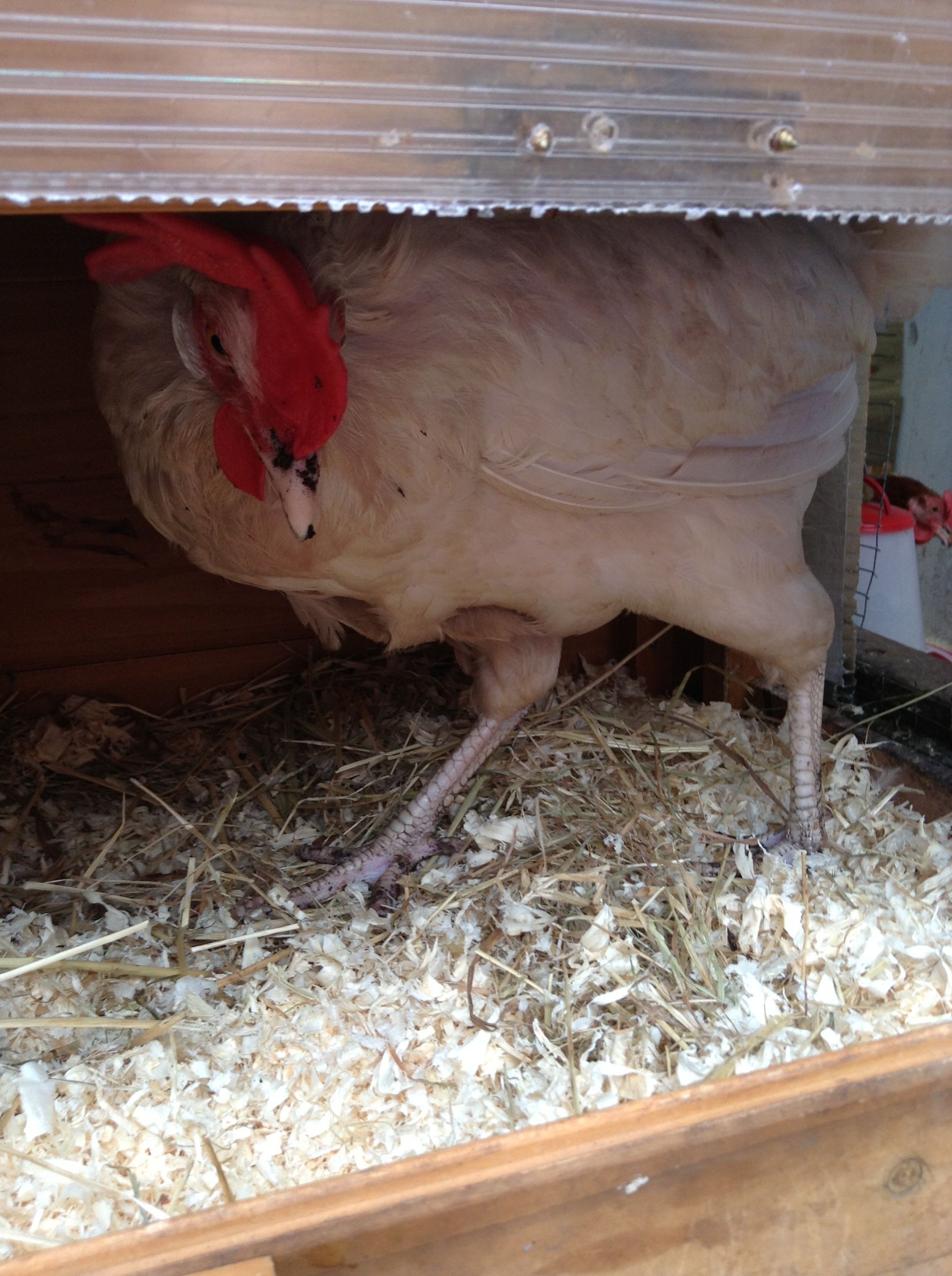 Nesting box