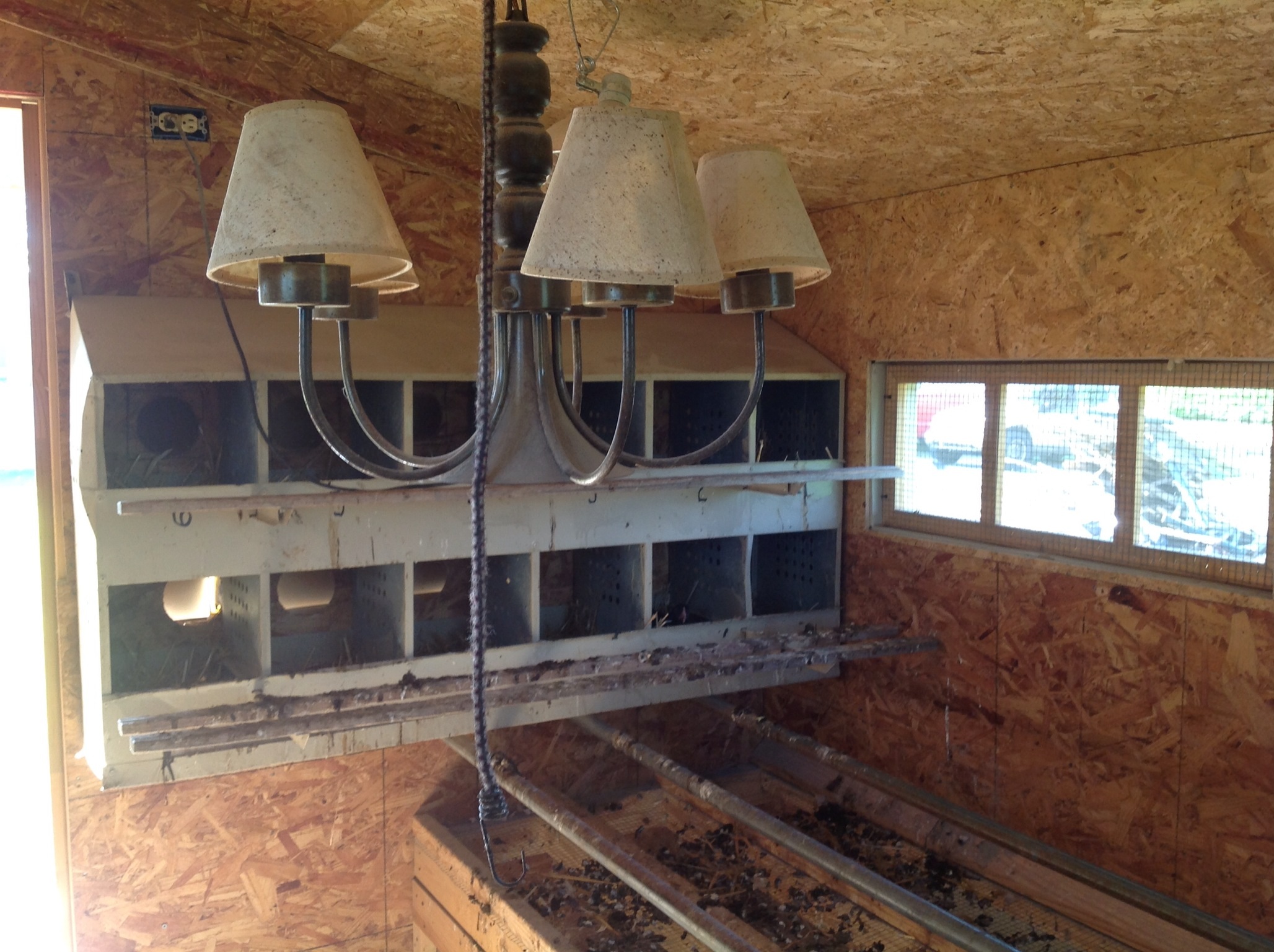 Nesting boxes holes through back allow egg gathering without entering chickens living quarters.