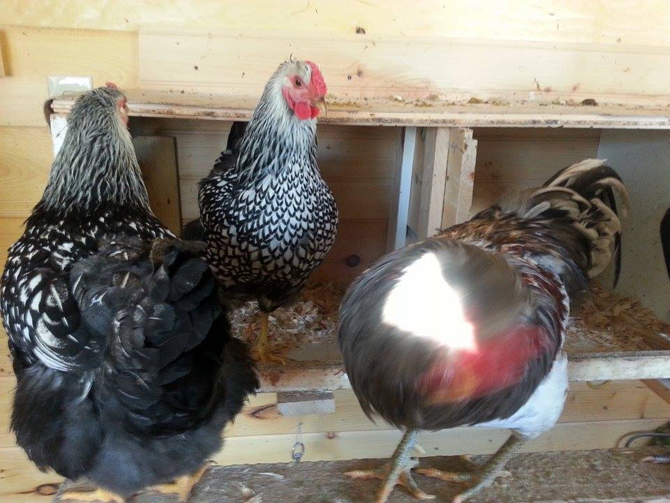 nesting boxes in bigger coup