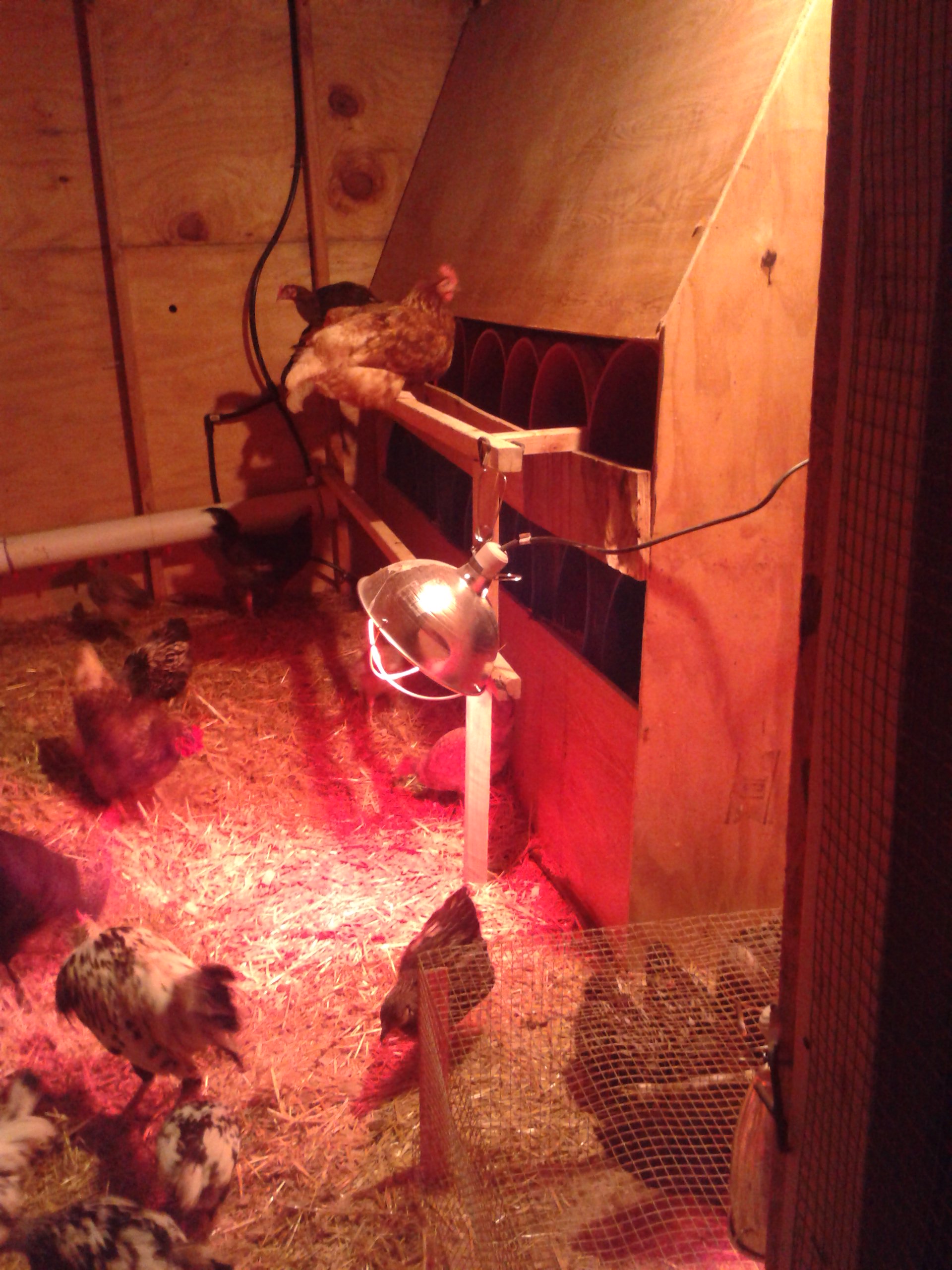 Nesting boxes in my coop are framed in 5 gallon buckets.